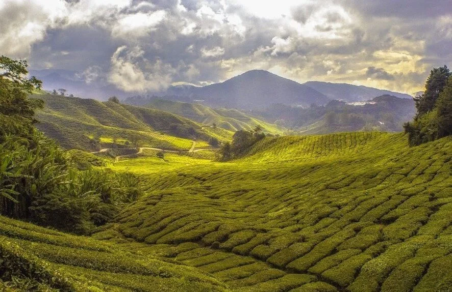 Discover the Ancient History of Herbal Teas