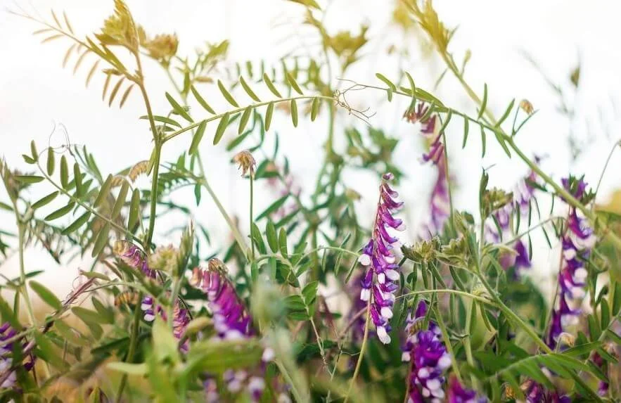 Boosting Immunity for the Fall:  Natural Ways to Stay Healthy This Season