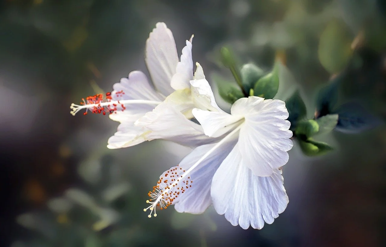 A white hibiscus flower shown blooming from a dark green branch