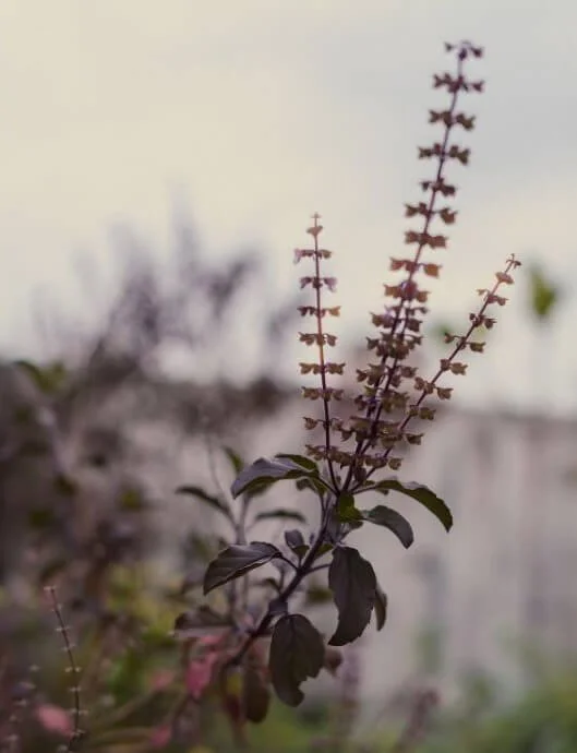 Adaptogens 101: What They Are and Why Your Tea Should Have Them