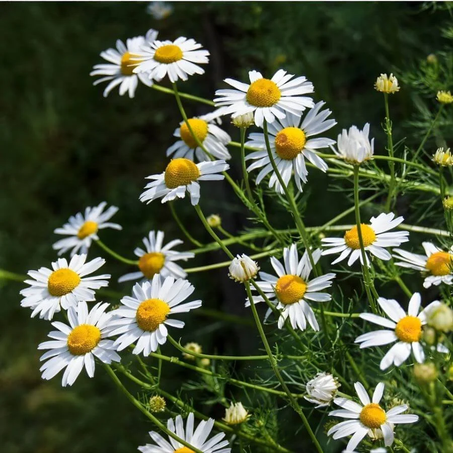 The Best Herbal Teas for Stress Relief and Relaxation