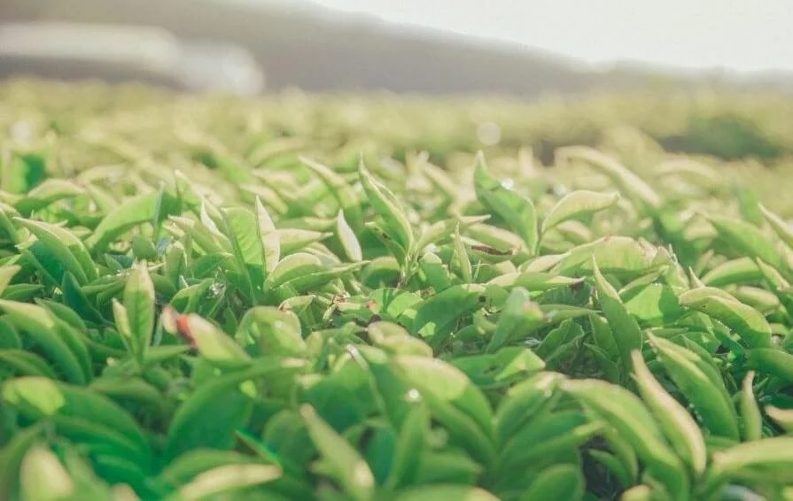 From Soil to Sip: Why Sourcing Matters in Herbal Wellness