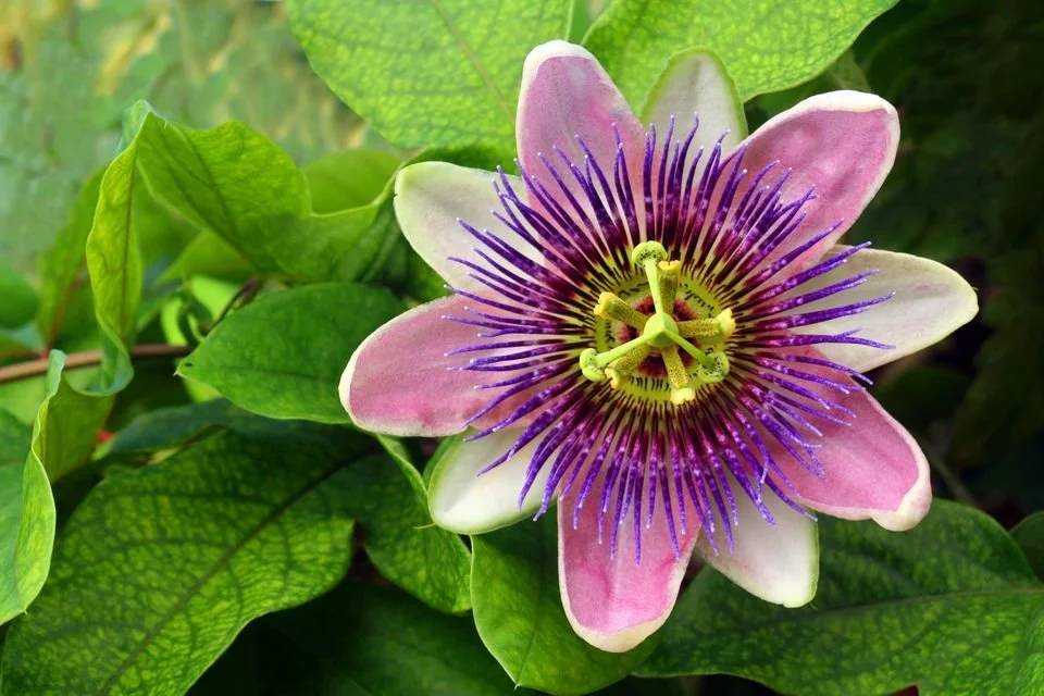 A close-up image of a purple and white passion flower budding from green leaves.