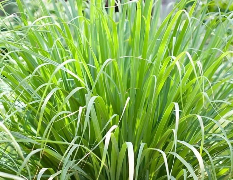 Lemongrass growing high in a field.