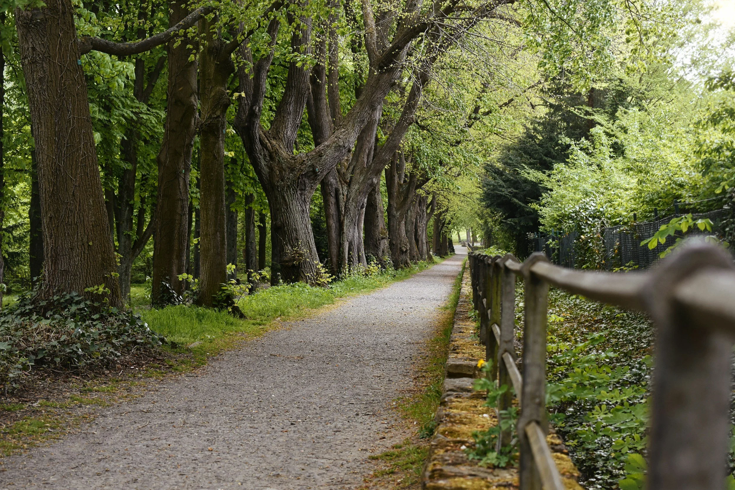 outdoor walking path at morris arboretum