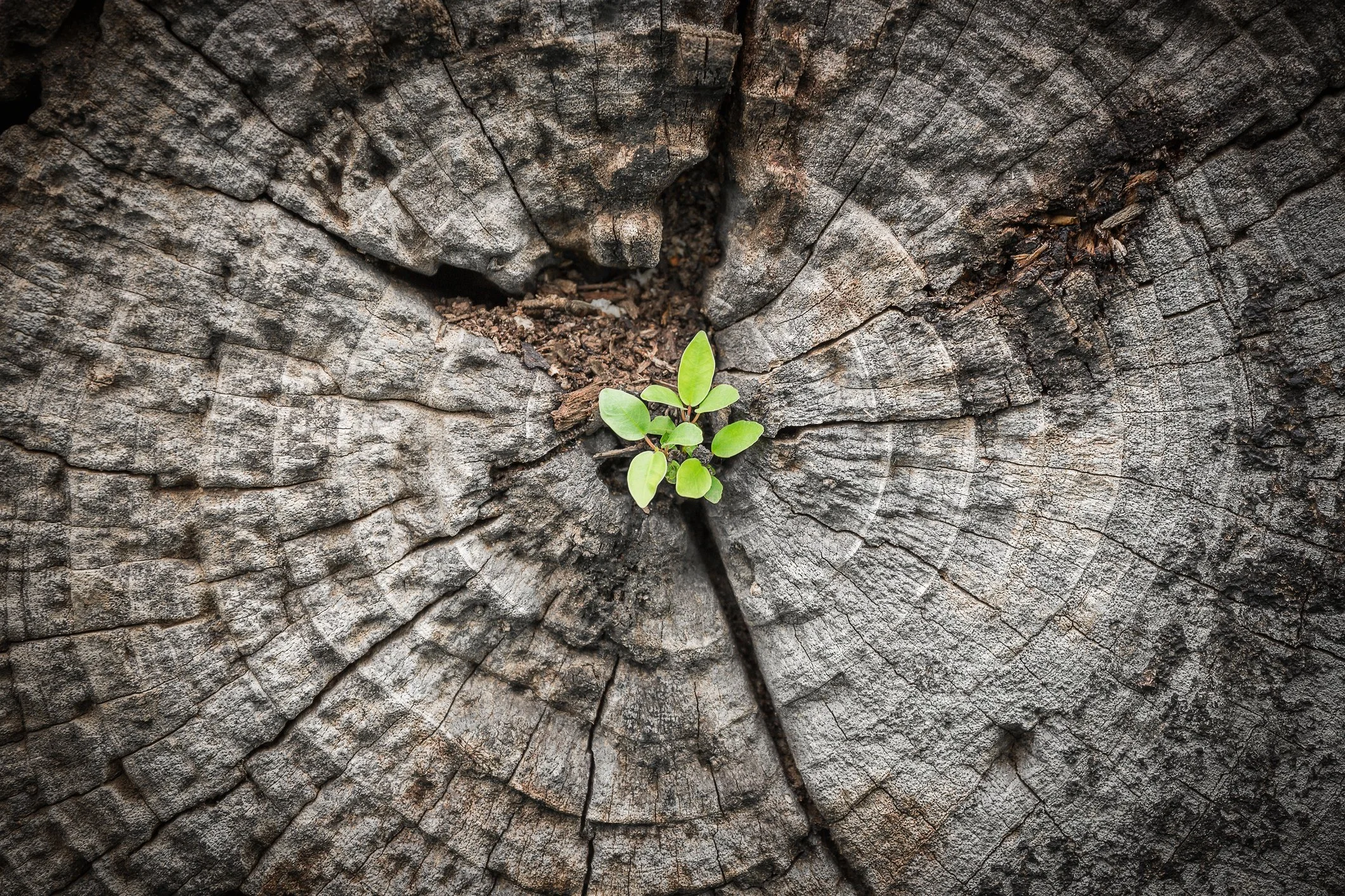 Small green plant growing from the middle of a cracked and weathered tree trunk.