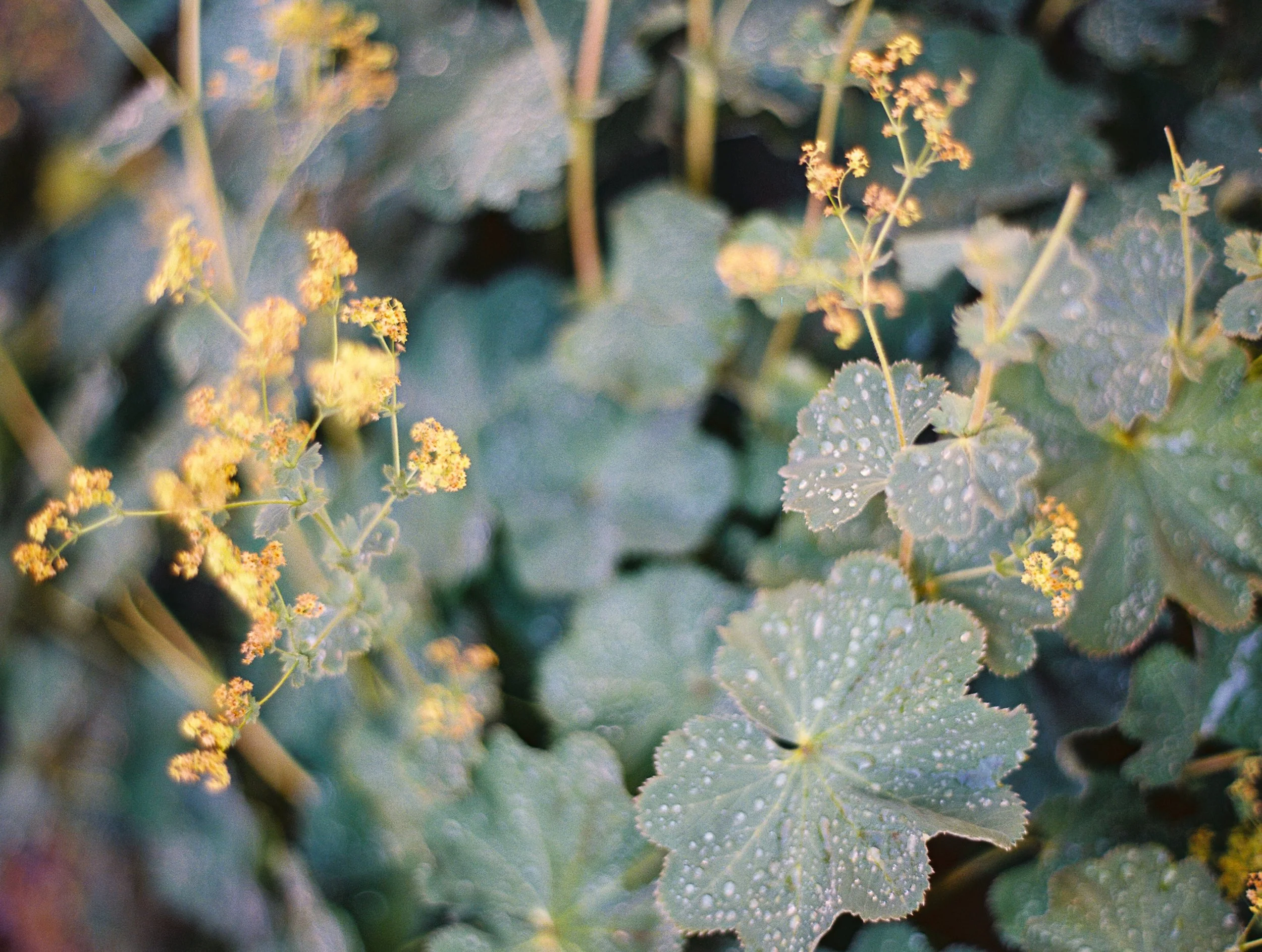 LoganColePhotography-015 copy.jpg