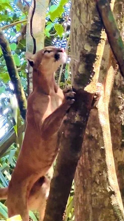Puma climbing a tree in the San Pedrillo Sector of Corcovado National Park