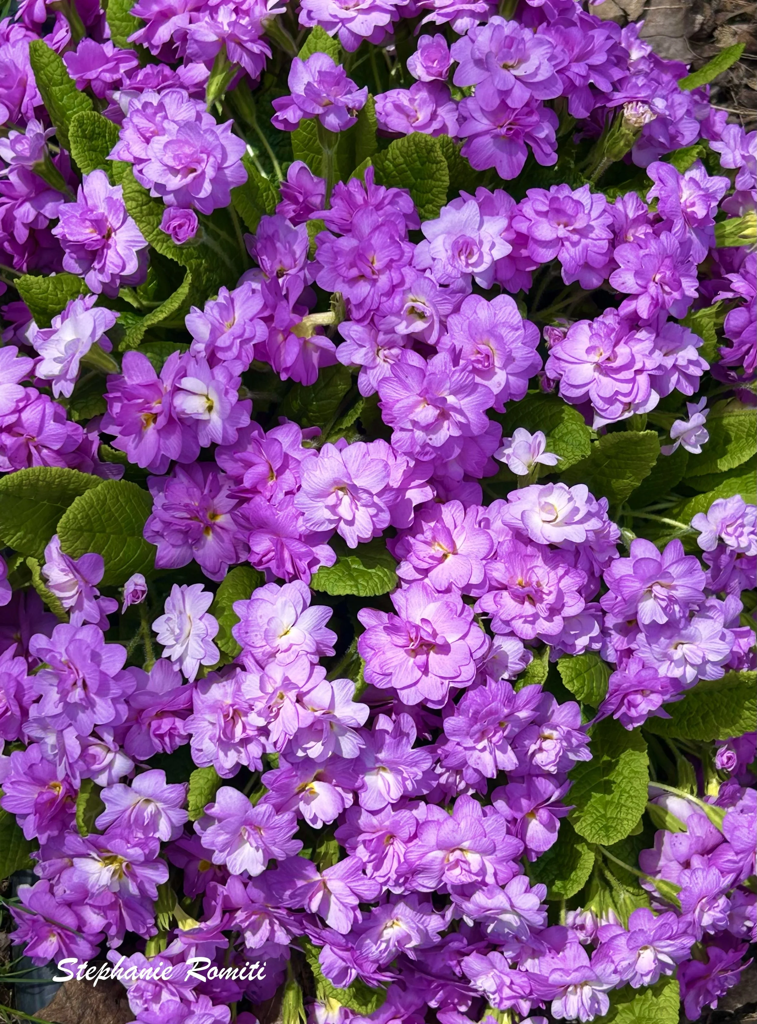 Floral 207.jpeg