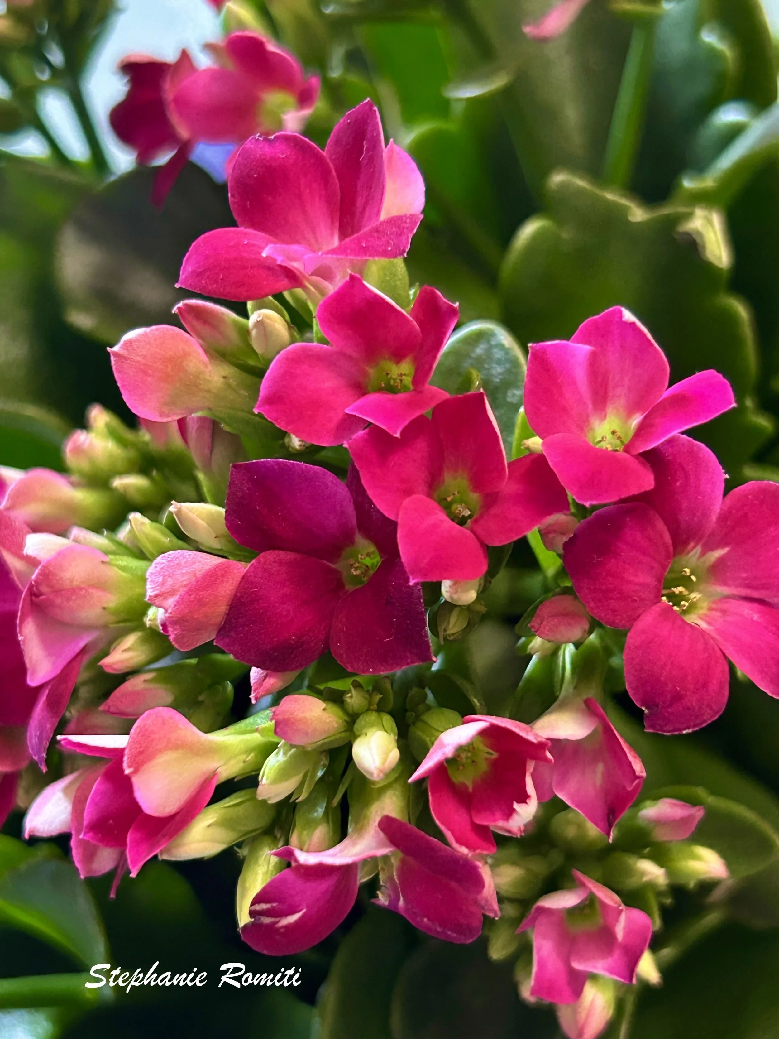 Floral 203.jpg