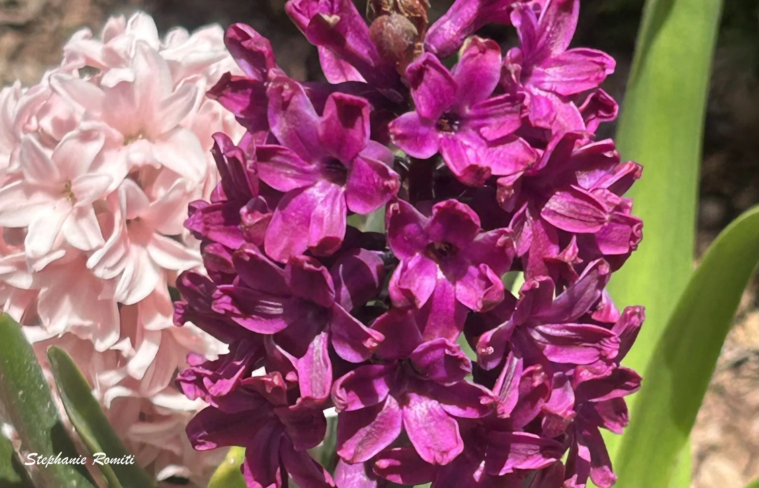 Floral 218.jpeg