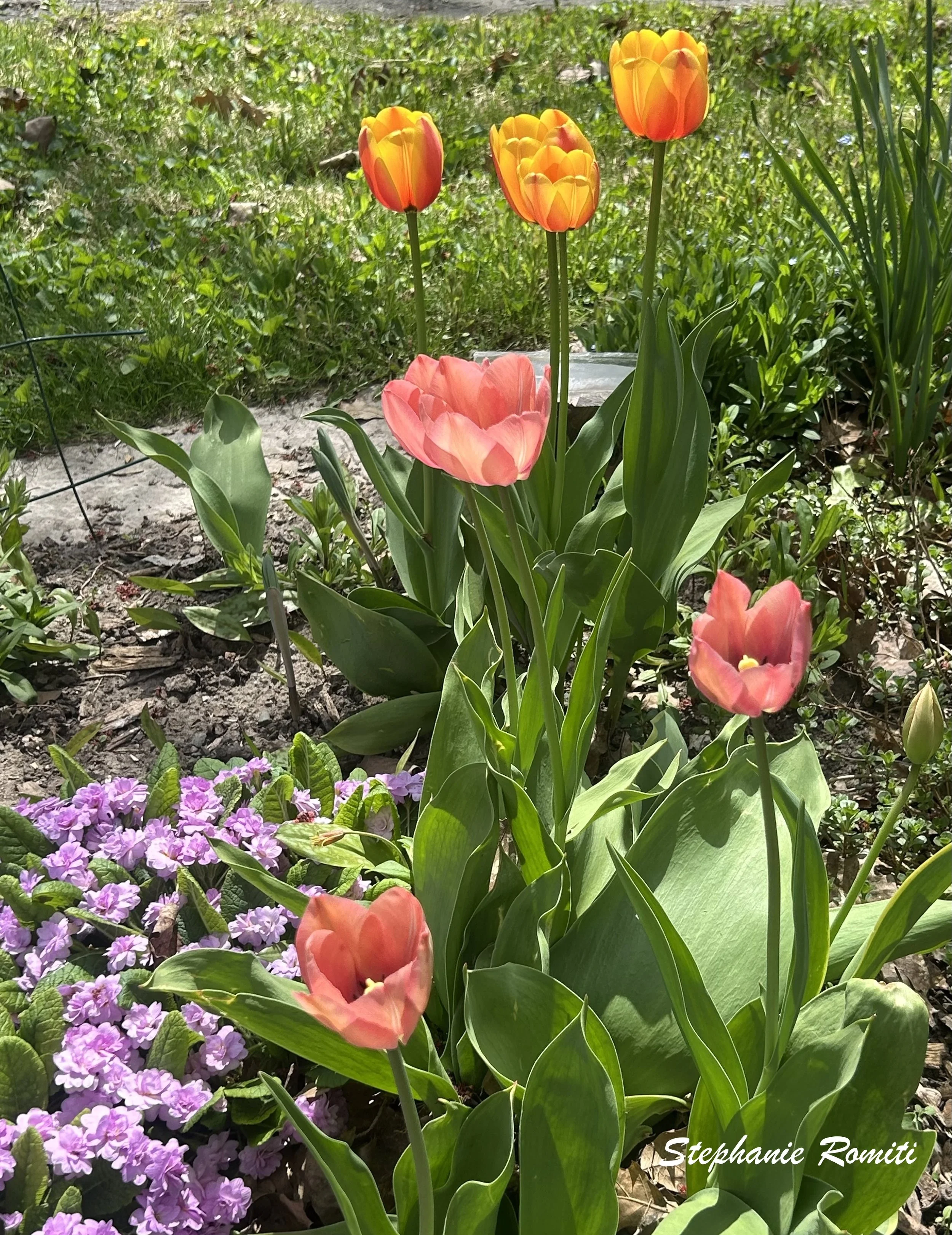 Floral 214.jpeg