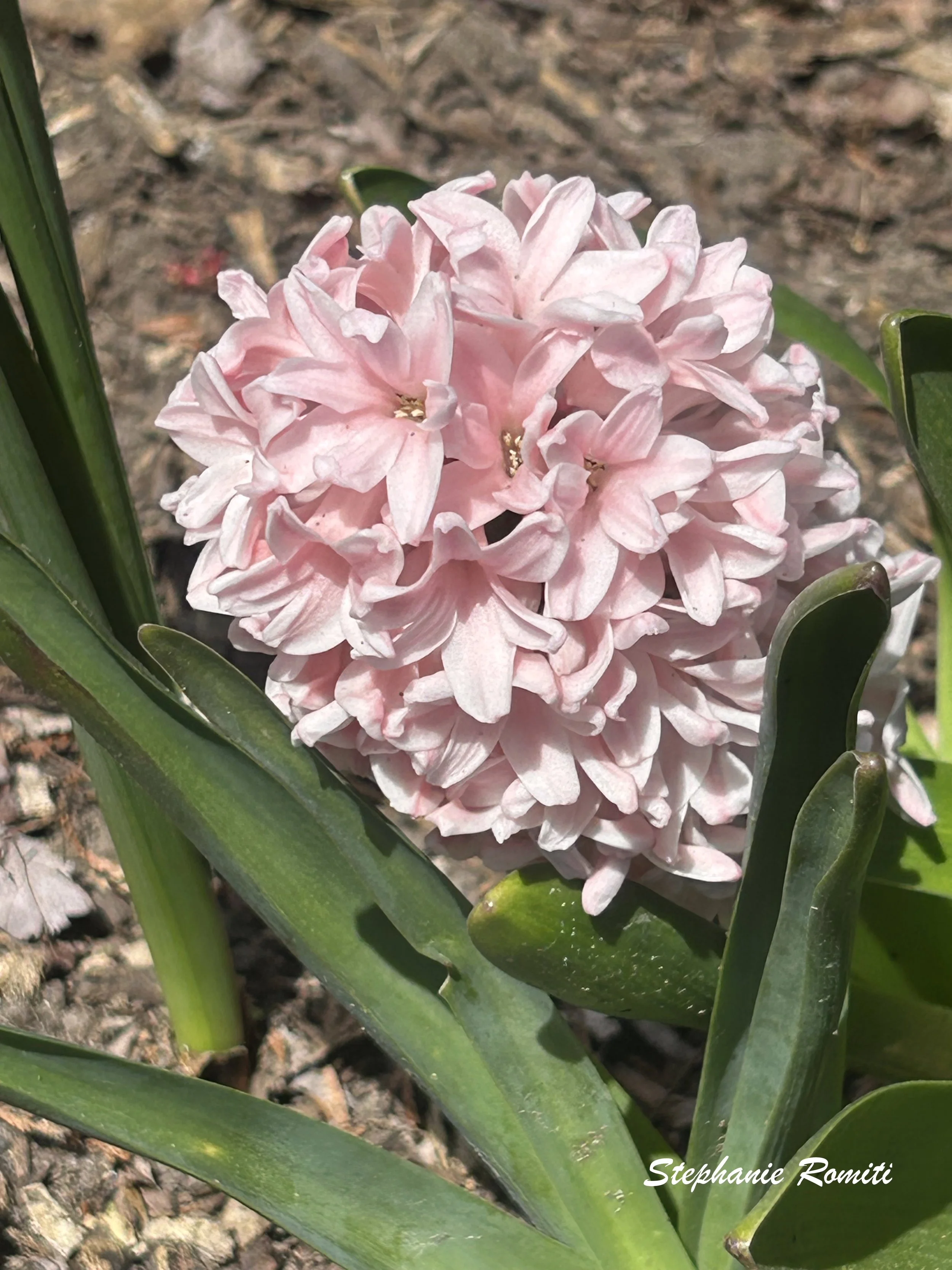 Floral 219.jpeg