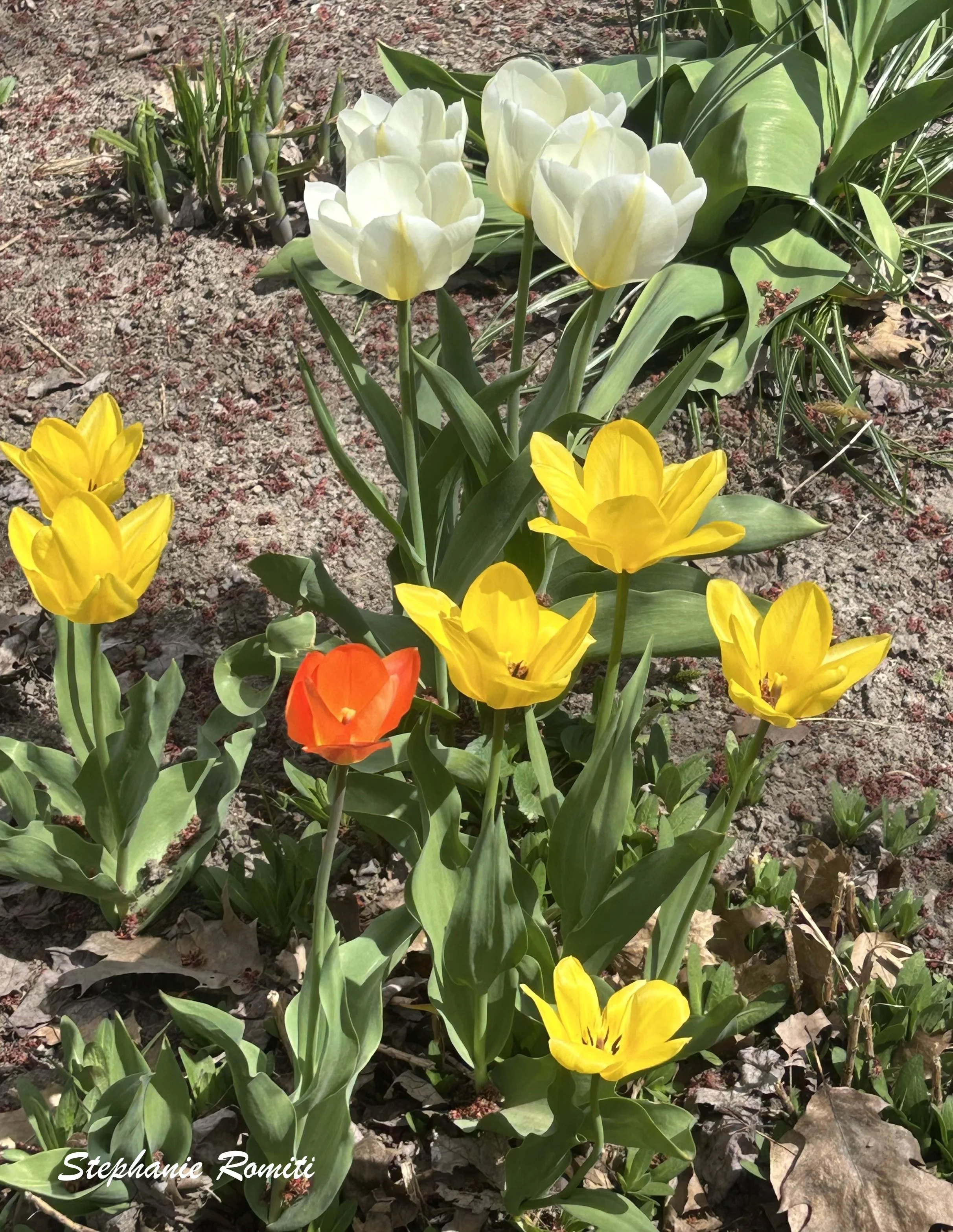 Floral 215.jpeg