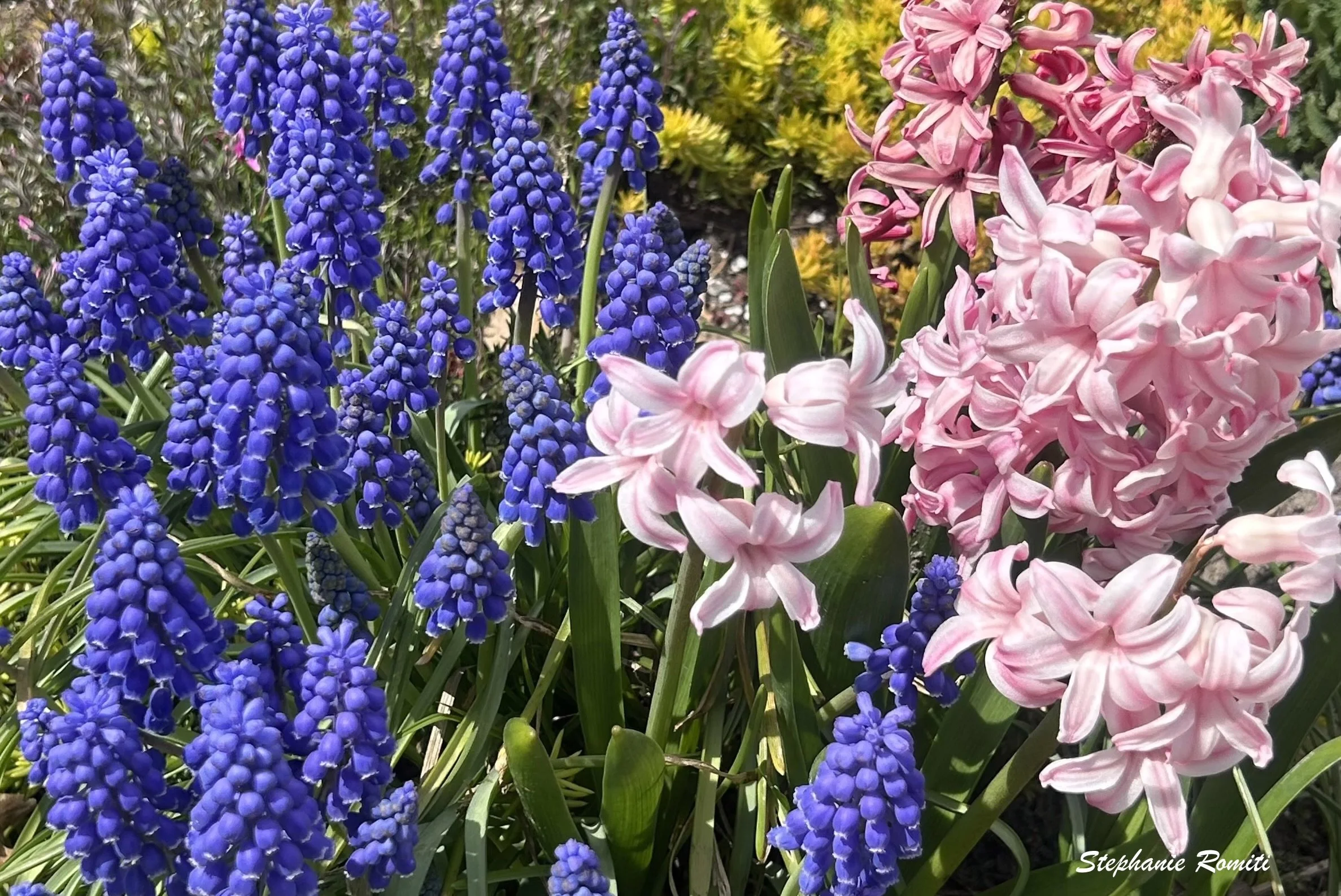 Floral 216.jpeg