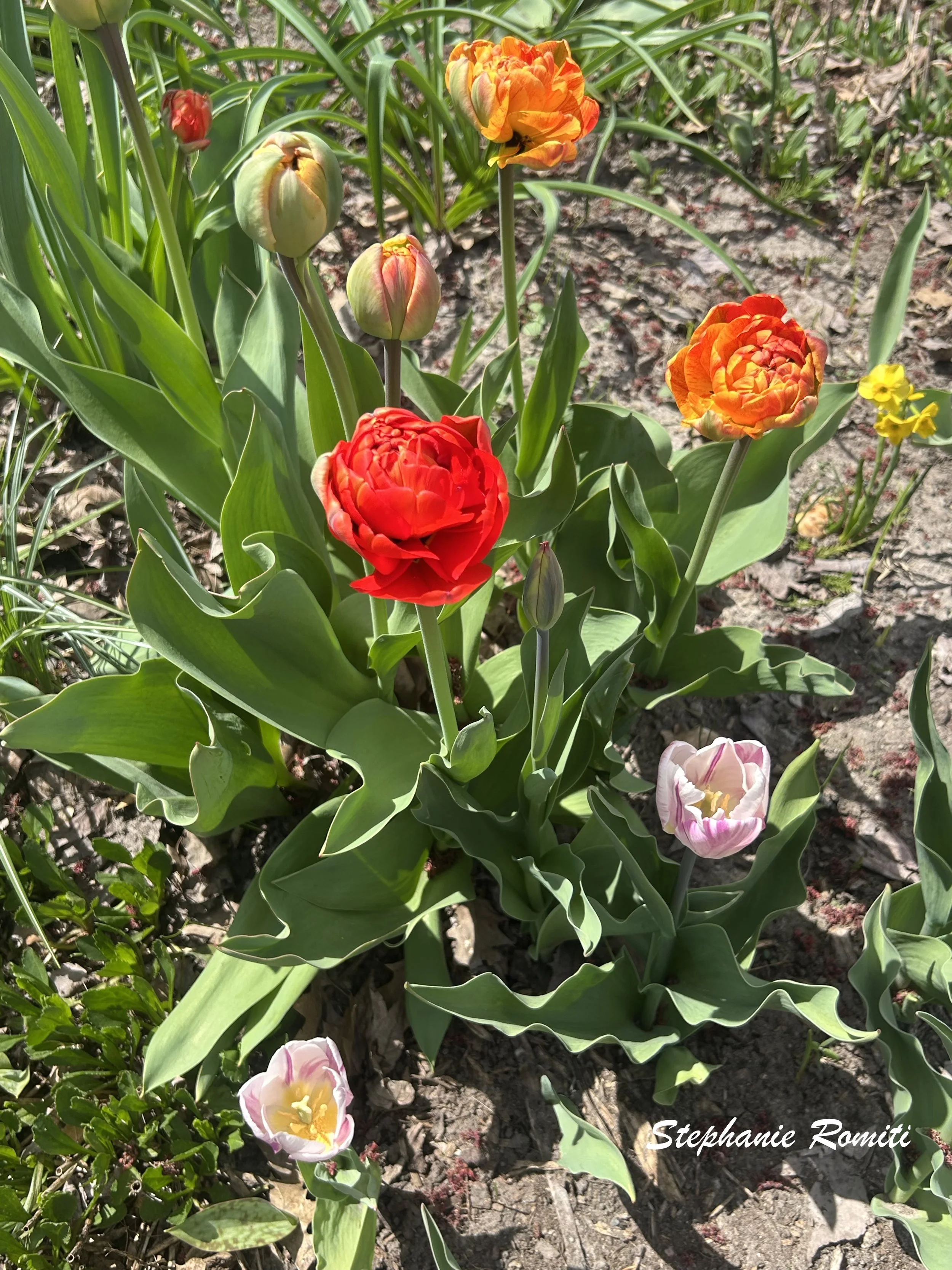 Floral 217.jpeg