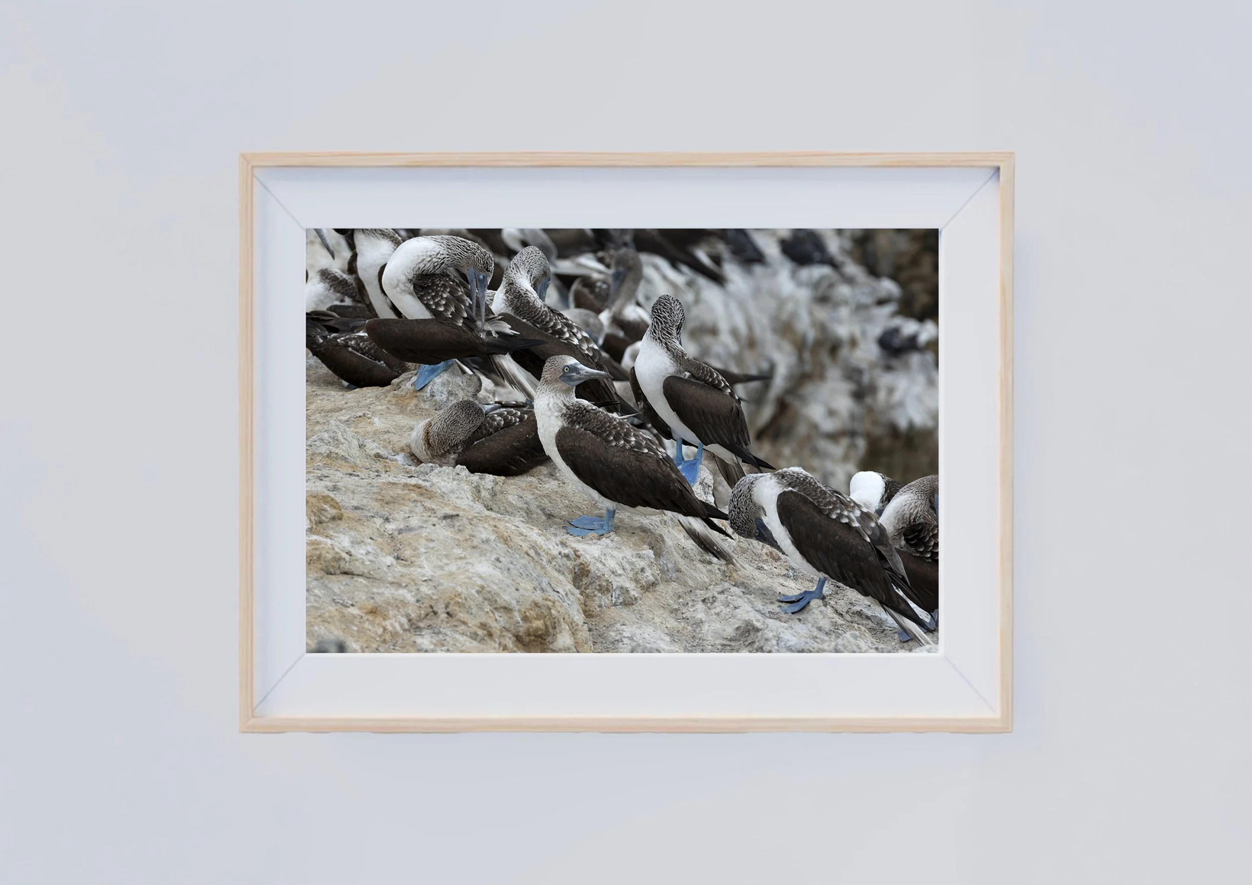 Print Fine Art "Sula nebouxii"