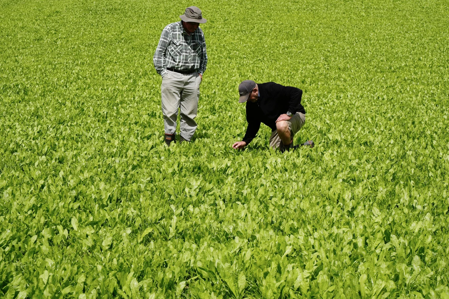 PFP Fertilisers Limited