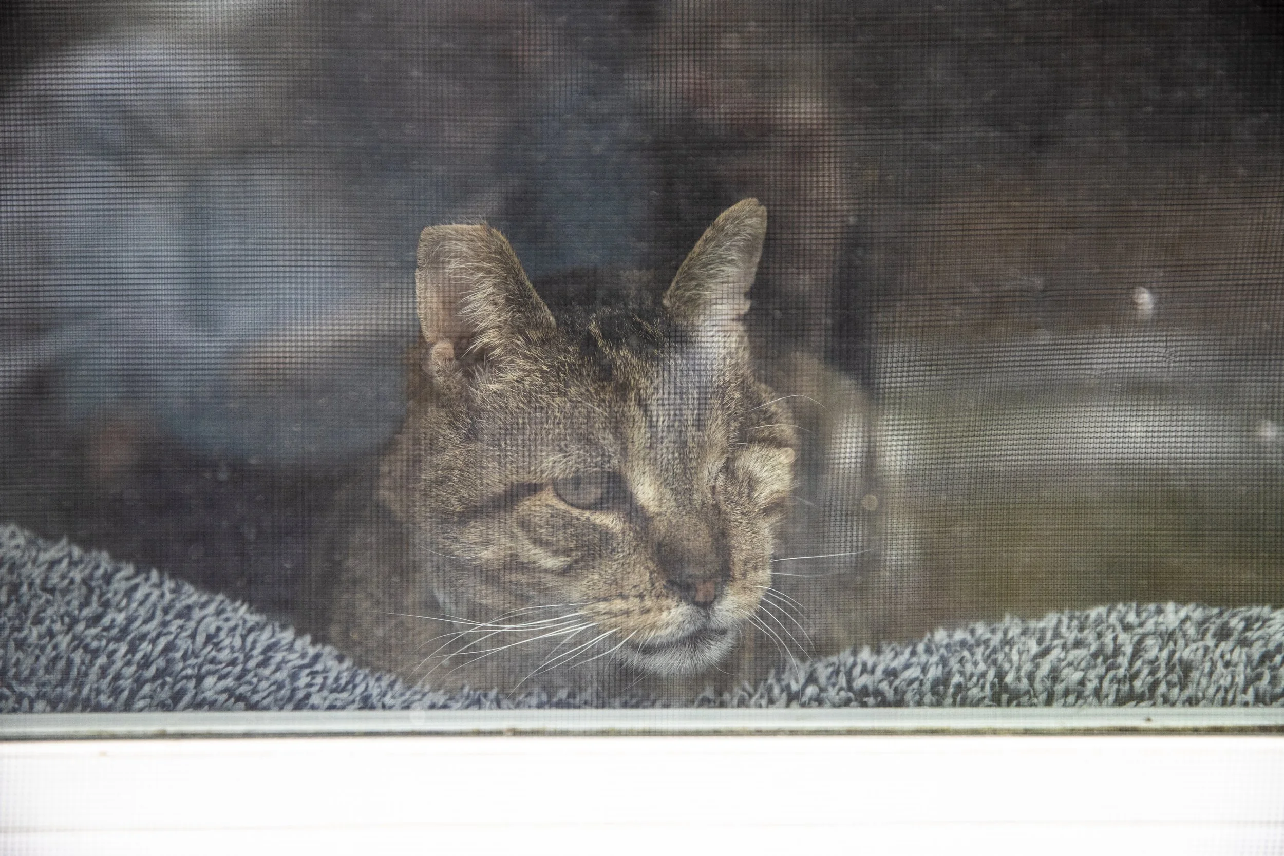 NONPROFIT SPOTLIGHT: Traveling Tails and Ragamuffin Rescue