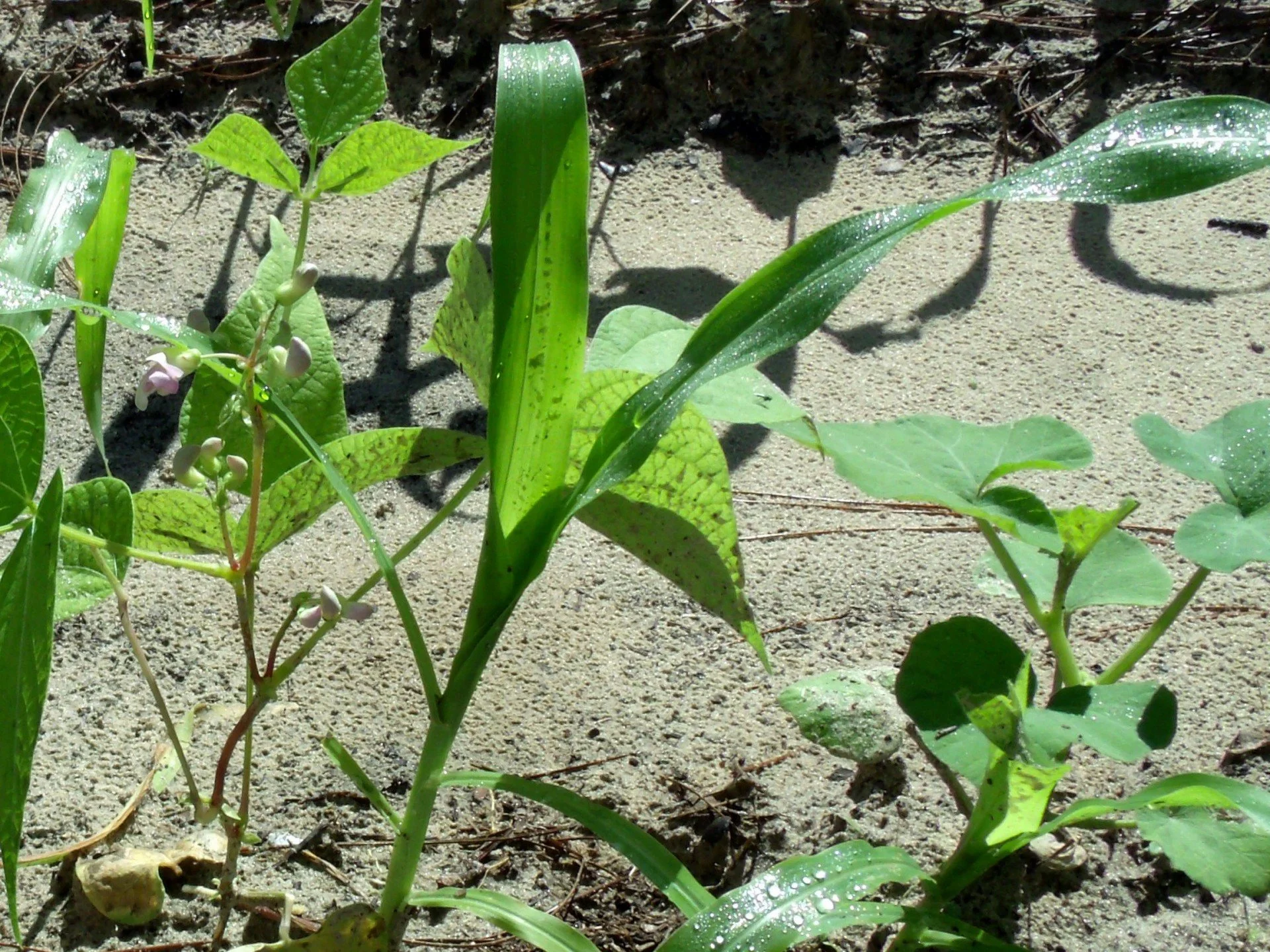 Three sisters planting, pictured as beans growing on corn talks, with squash budding beside