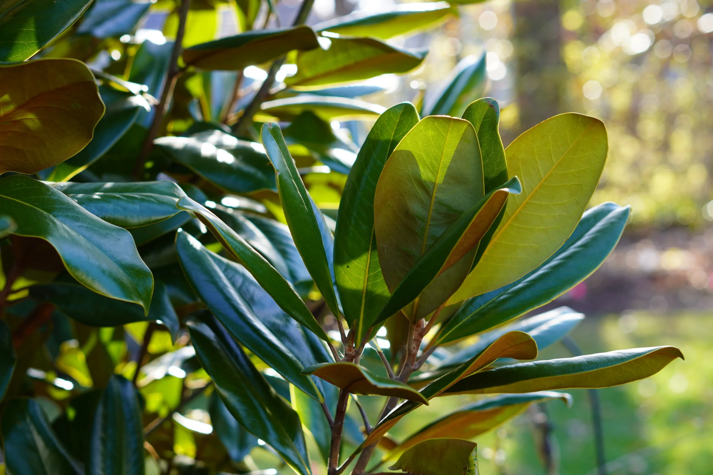 Southern Magnolia- Magnolia grandiflora