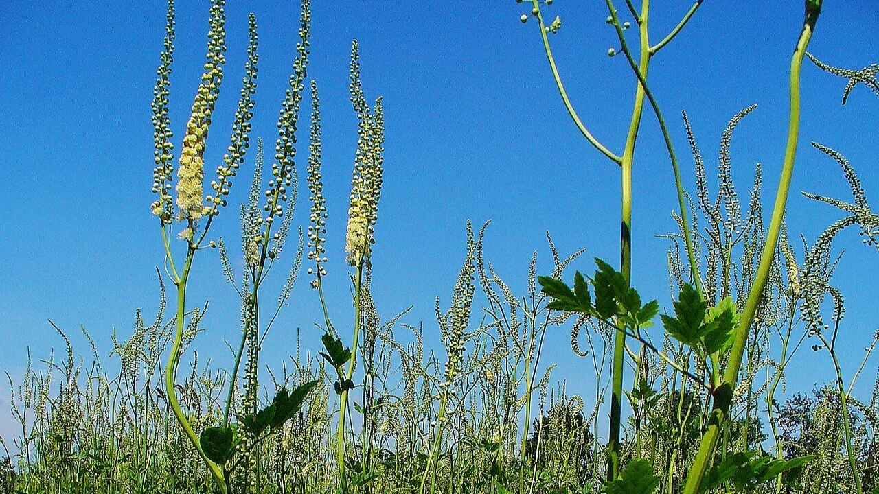 Actaea racemosa, or black cohosh, pictured as a mature plant with a blue sky in the background. White finger-like cluters of flowers spread towards the sky