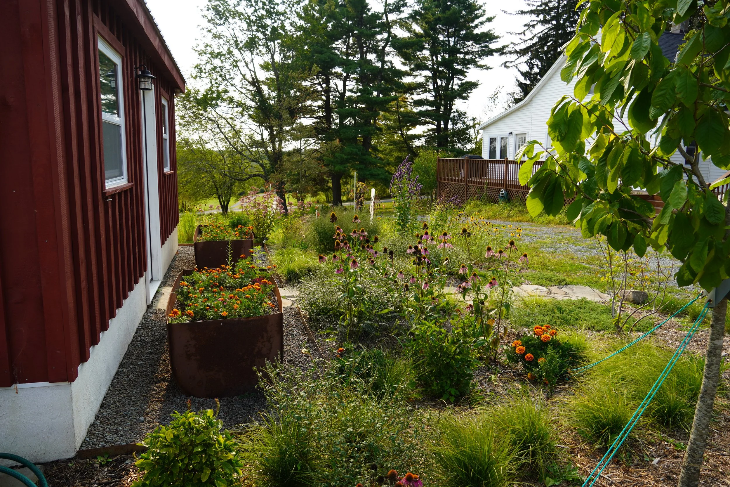 Design Ecosystems repurposed oil tank as plant bed with native garden in front of greenhouse.JPG