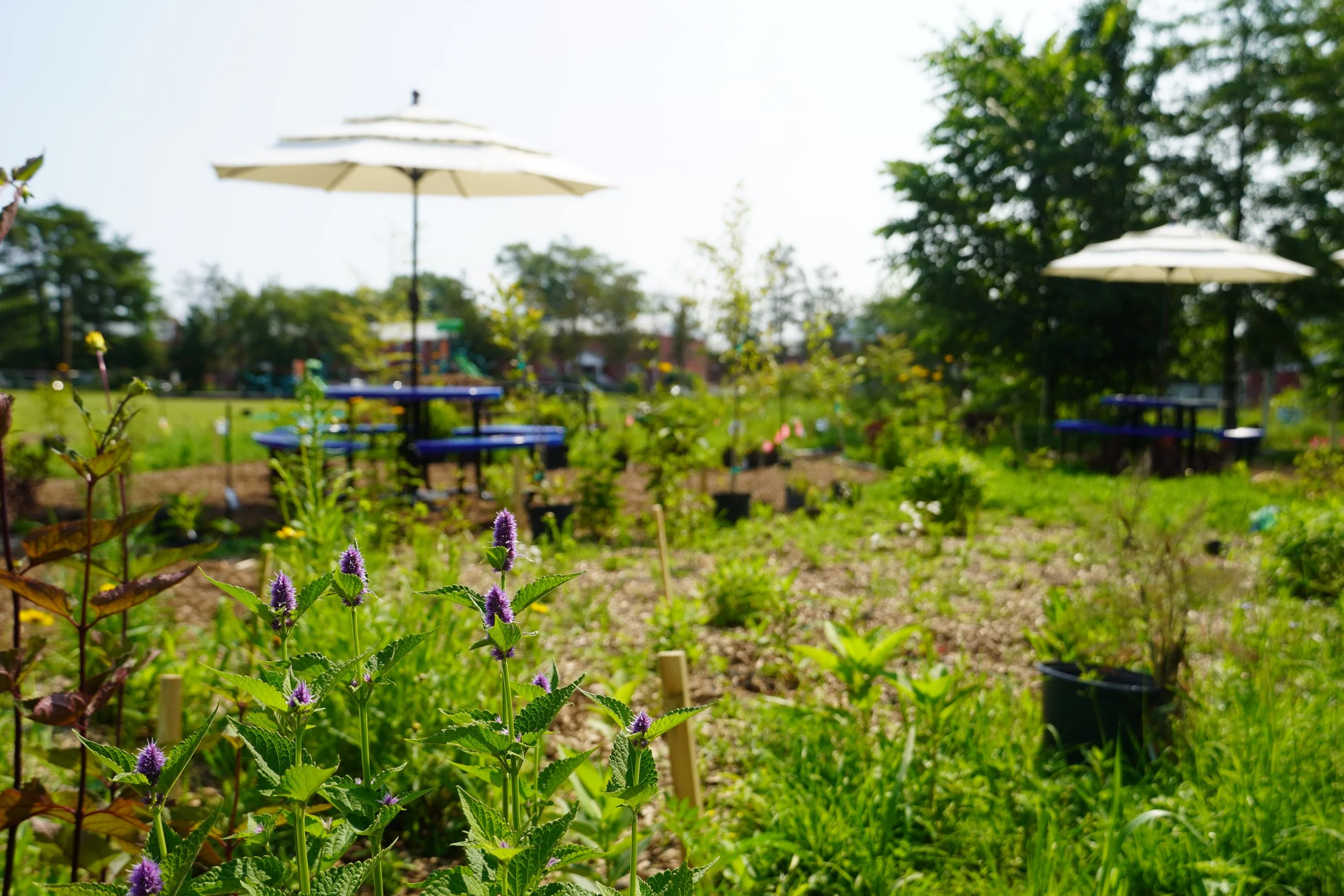 Ecological meadow featuring picnic tables with umbrellas, and native plants like agastache