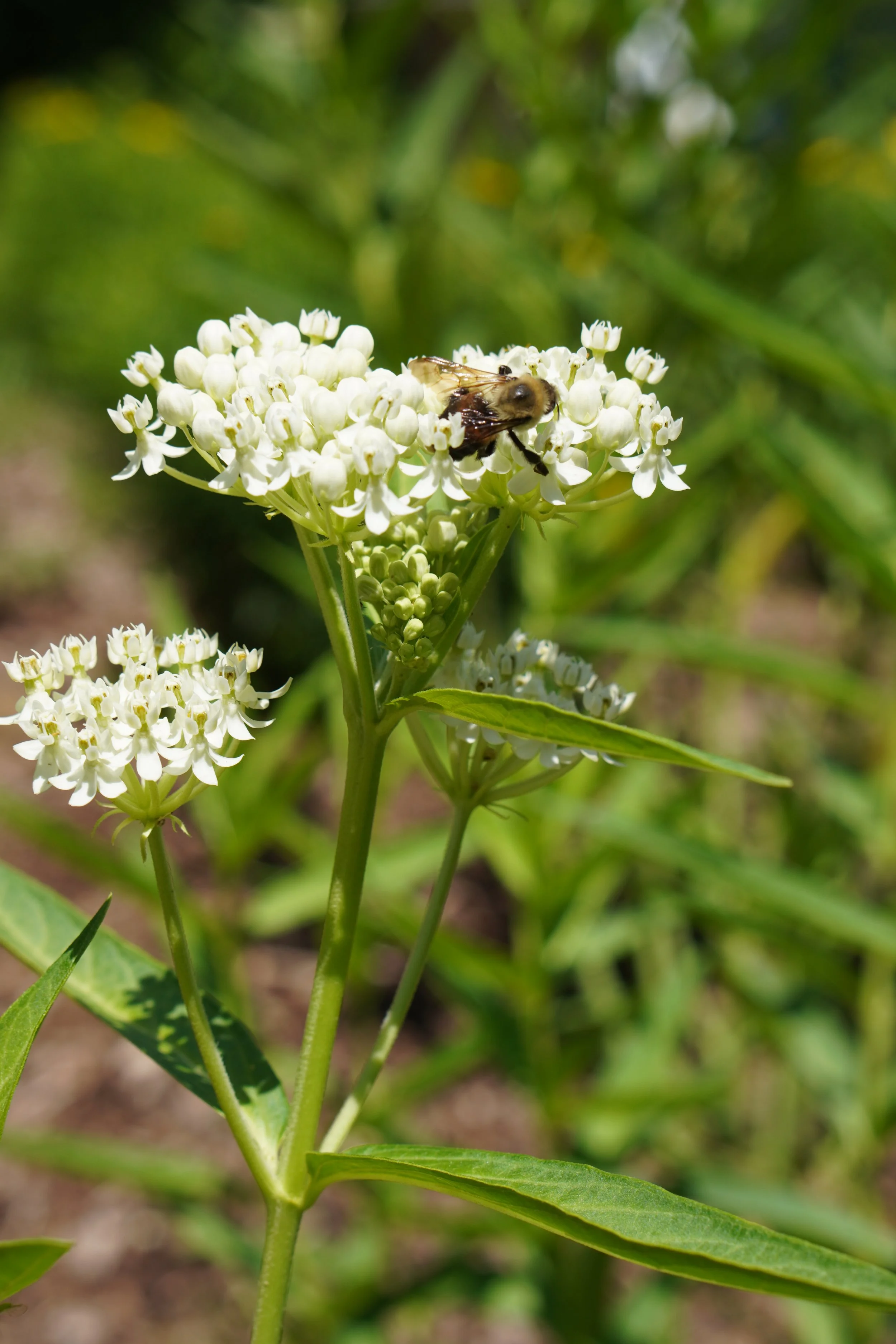 White milkweed blooming with bee pollinating.JPG