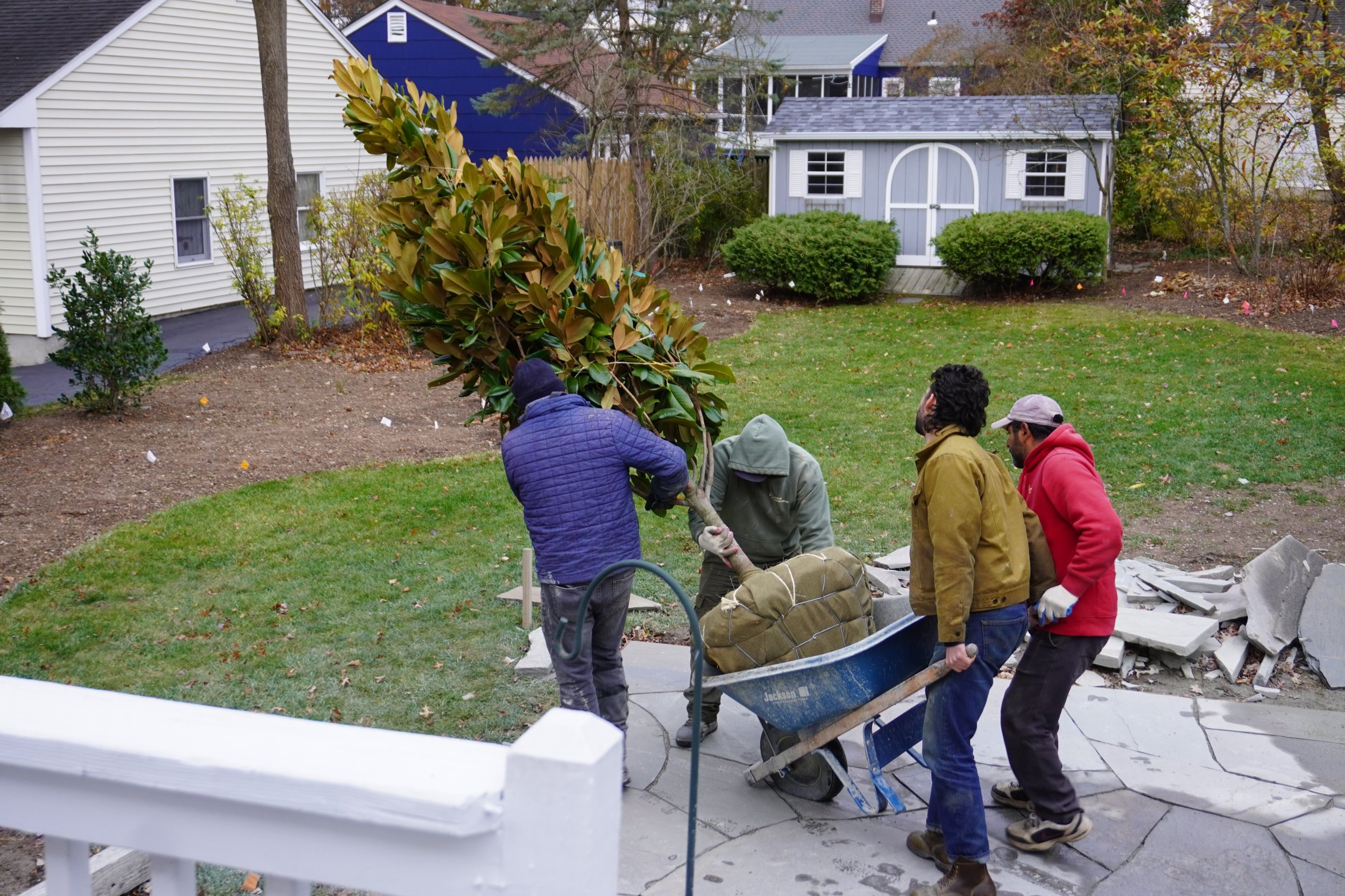 Southern Magnolia Planting