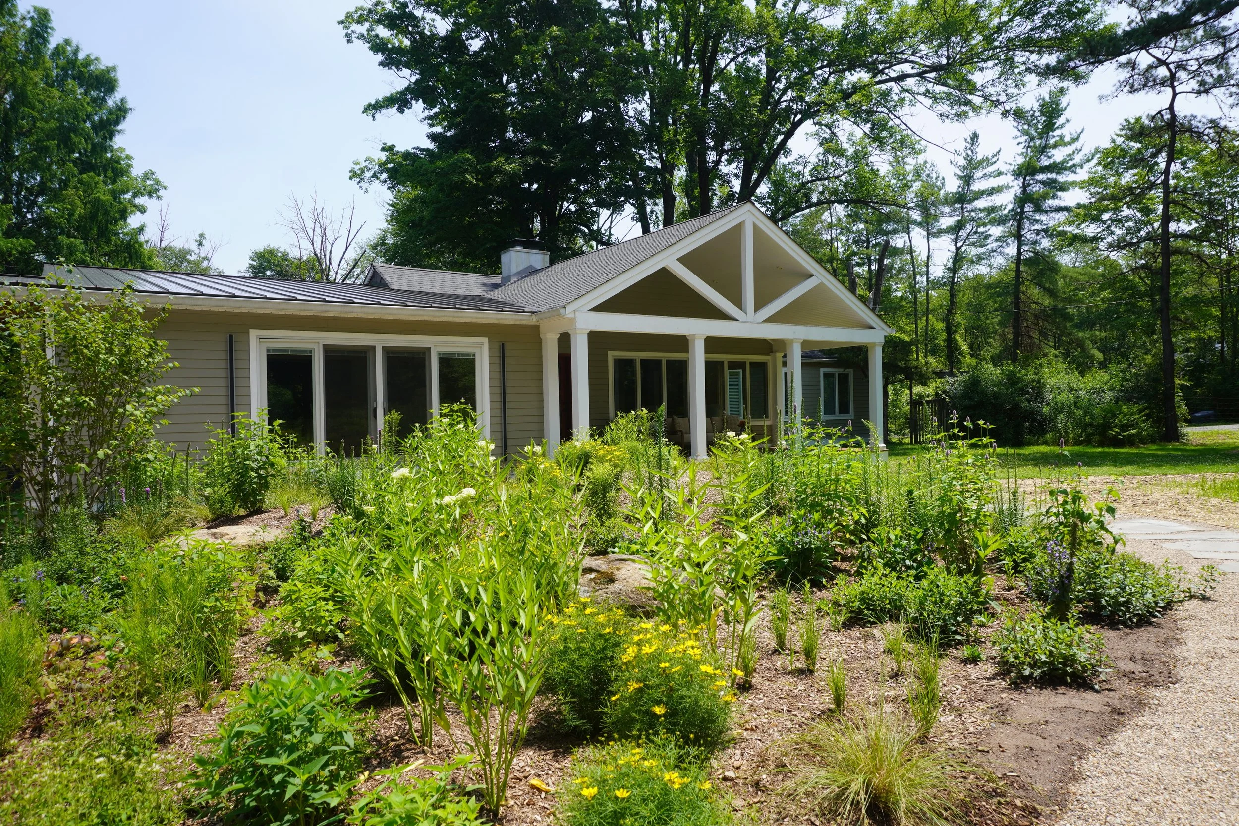 Native knoll perennial garden with blooming tickseed and others in front of house.jpeg