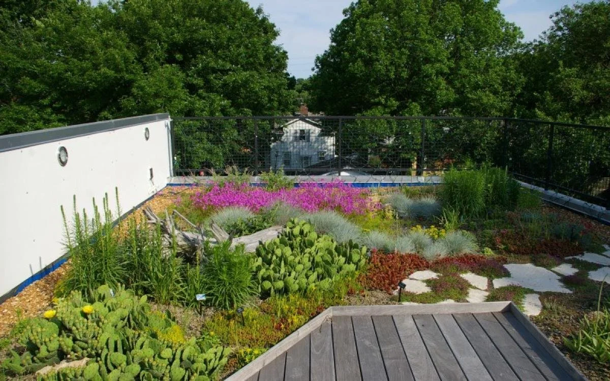 Dense, Layered, Native Planting — Design Ecosystems