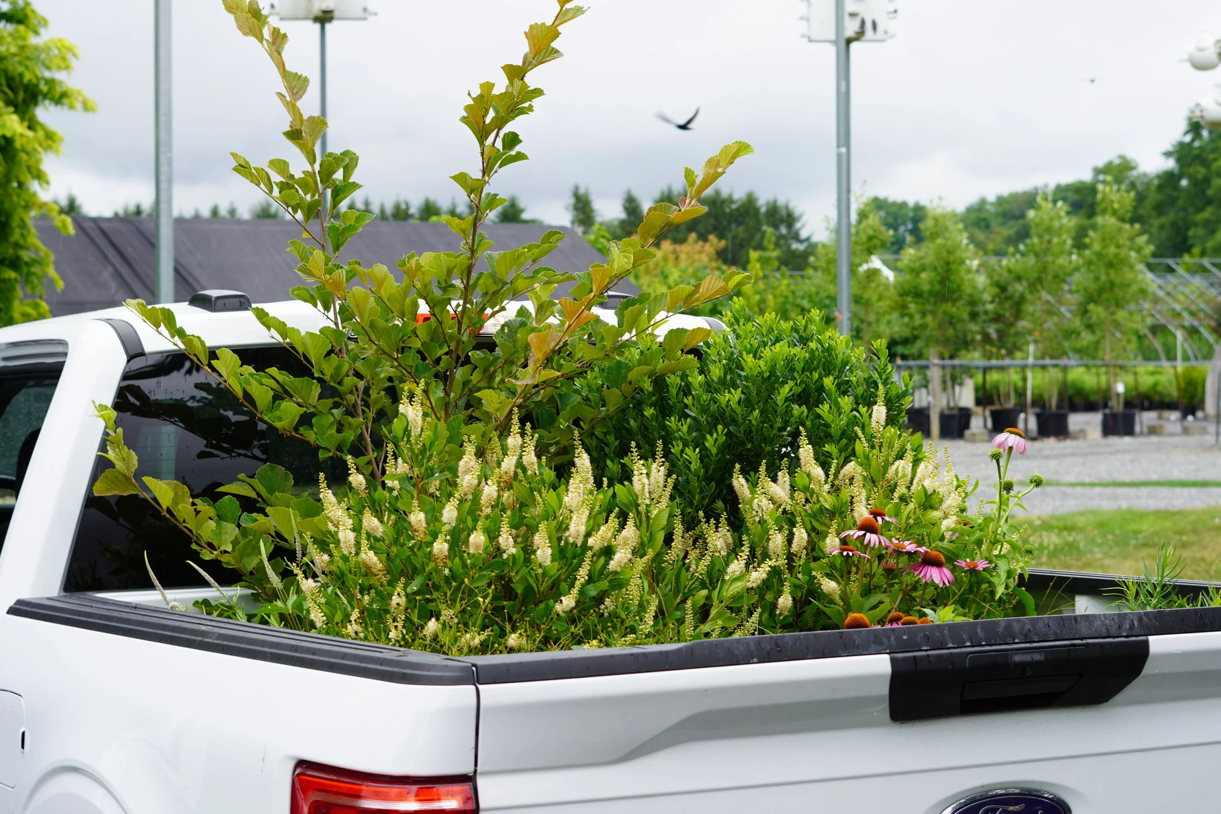 White pick-up truck full of flowering native plants including clethra and echinacea