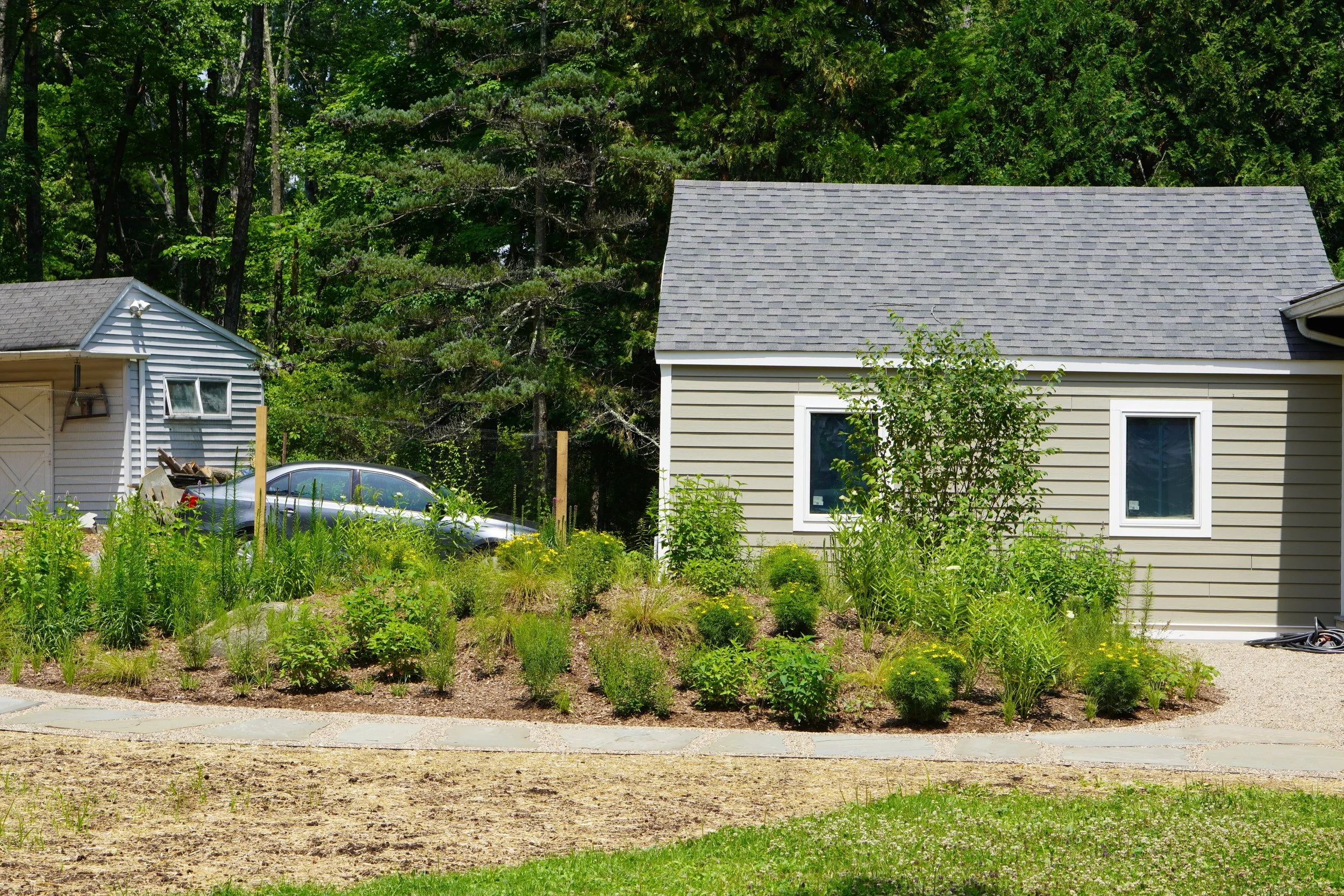 Native knoll perennial garden with witch hazel and stone path .jpeg