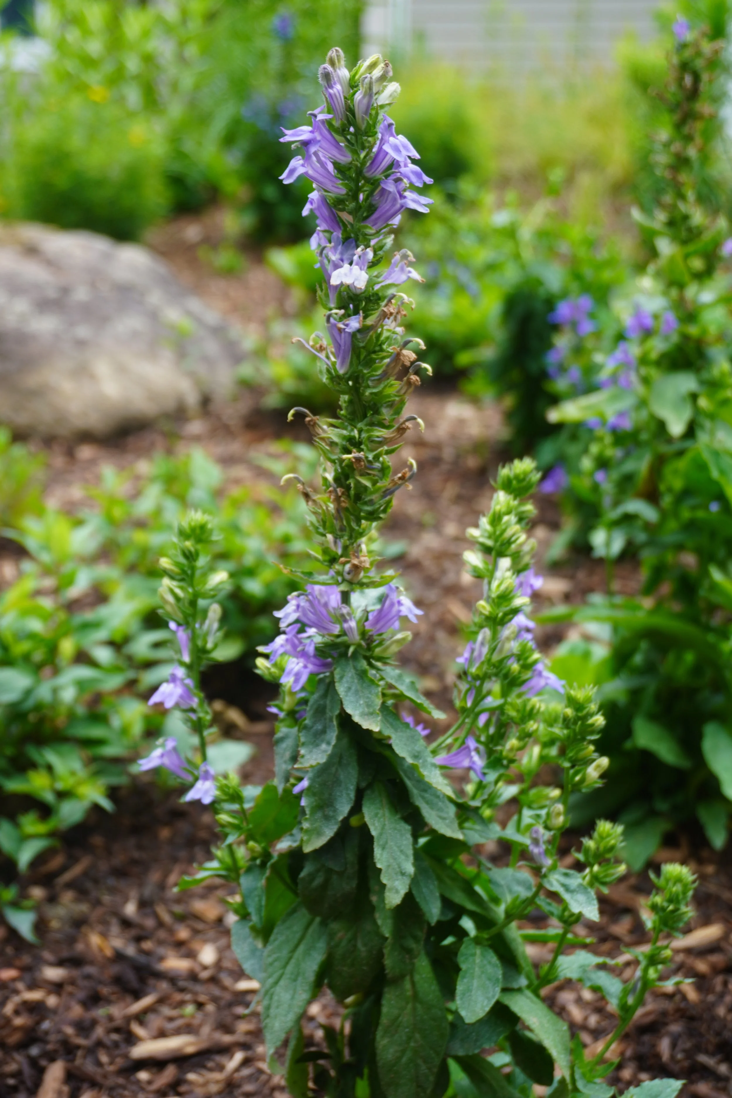 Great blue lobelia blooming in native perennial garden.JPG