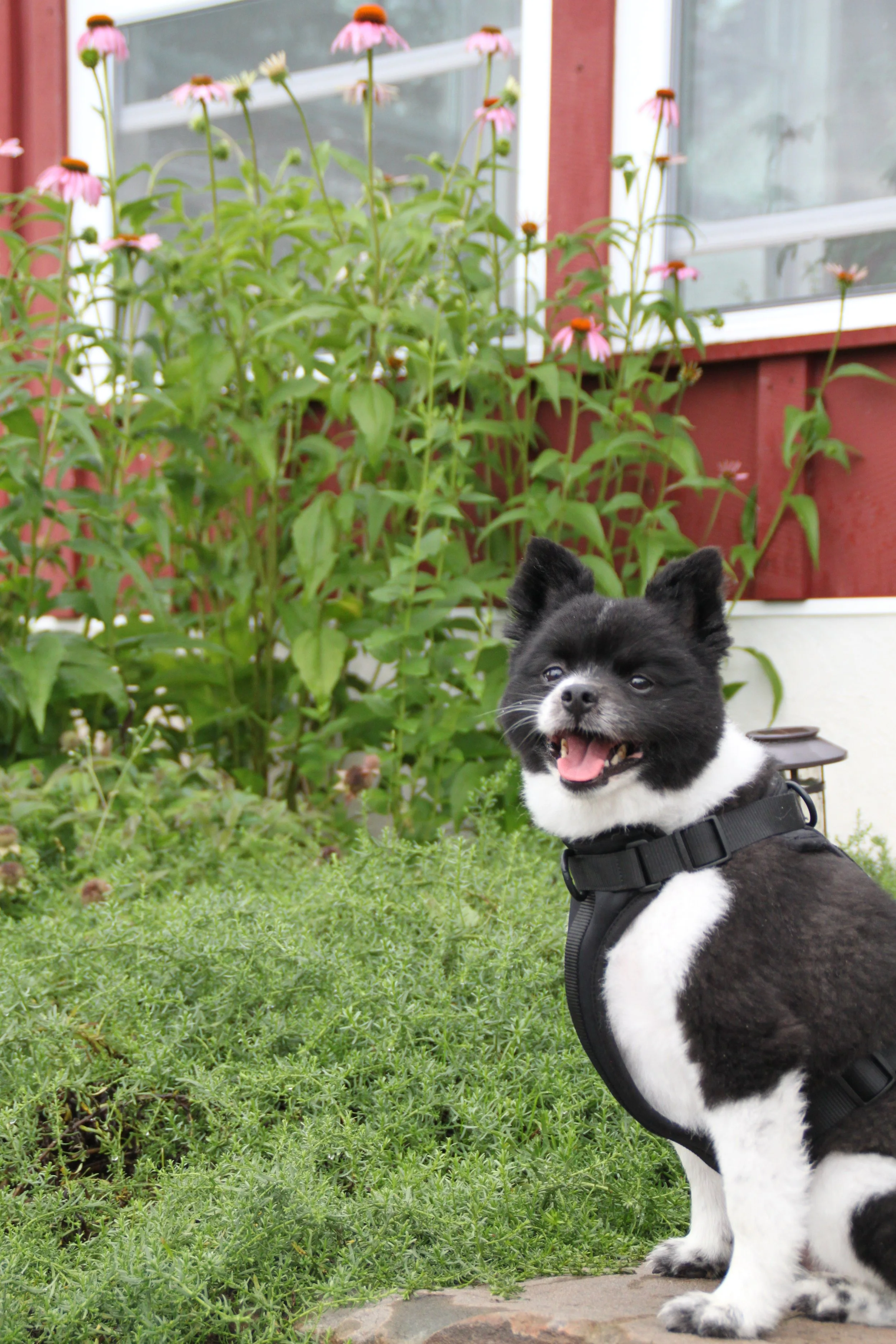 Carleybrook Dog.jpg
