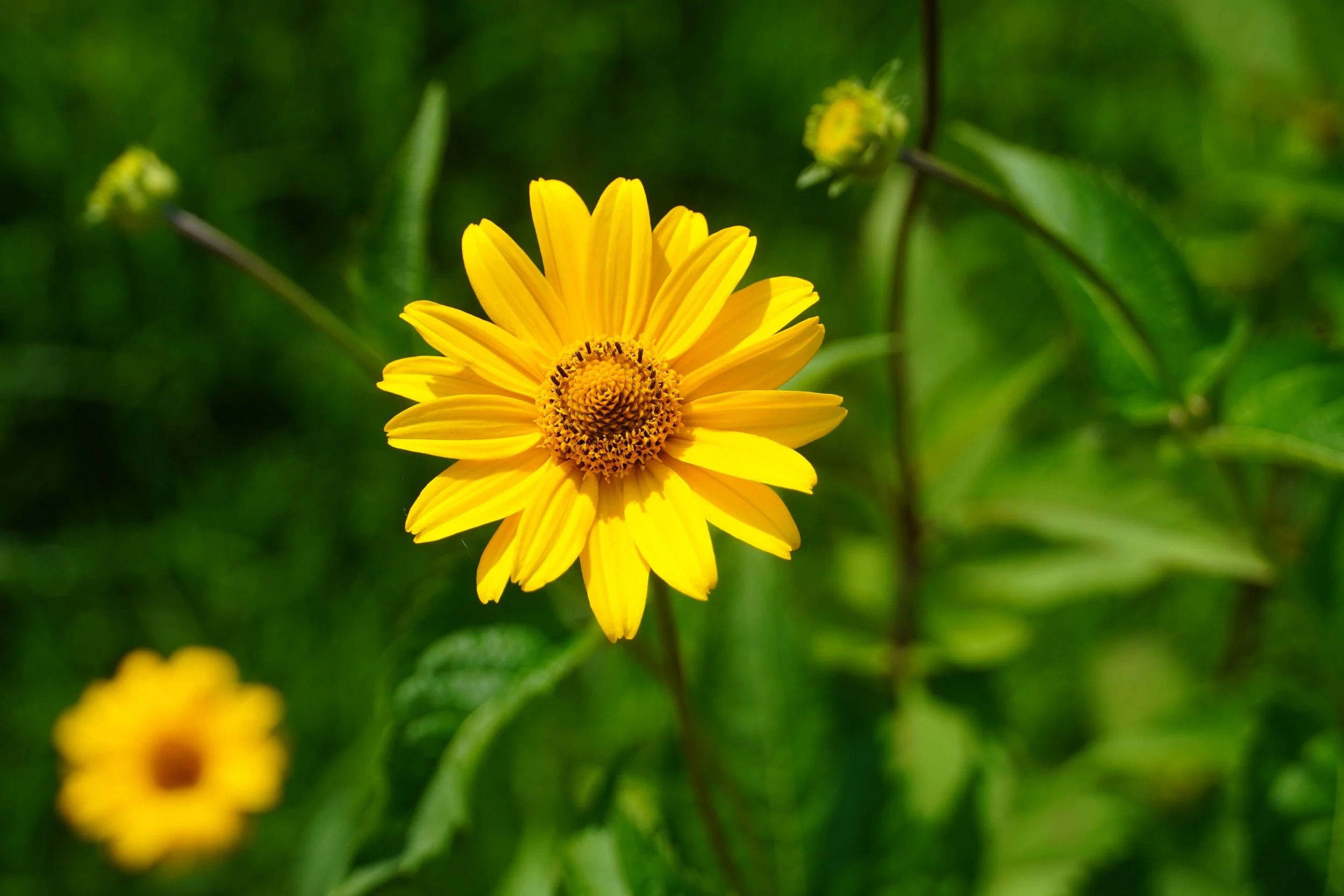 Coreopsis lancelota - tickseed