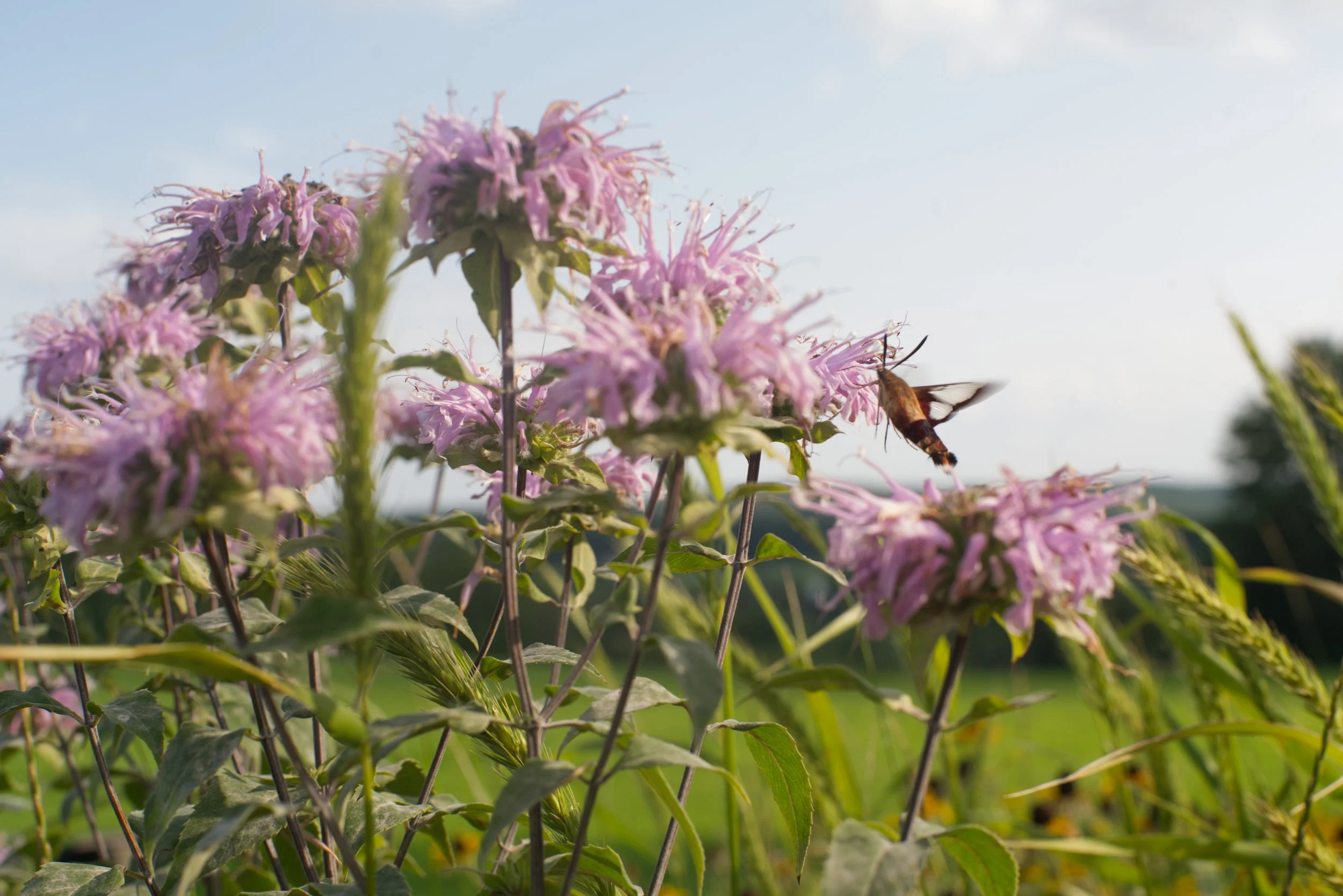 Hummingbird Moth Bergamot.jpg