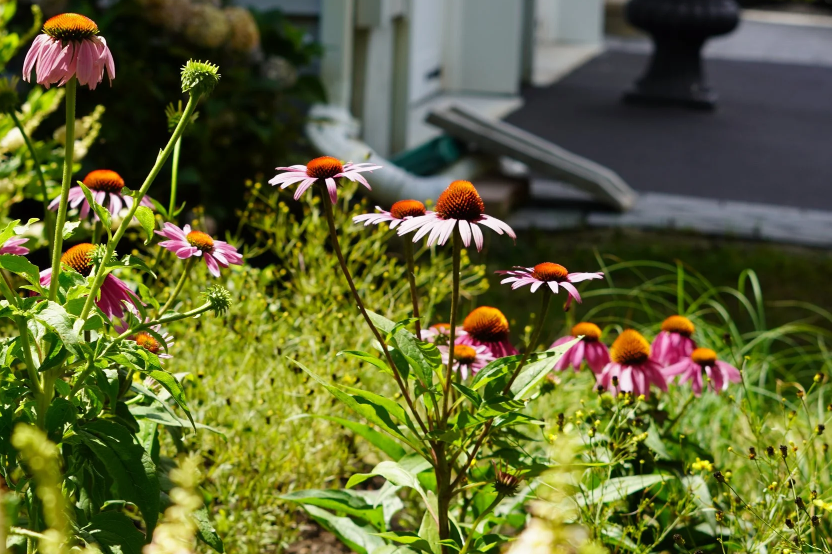 Echinacea purpurea - purple coneflower