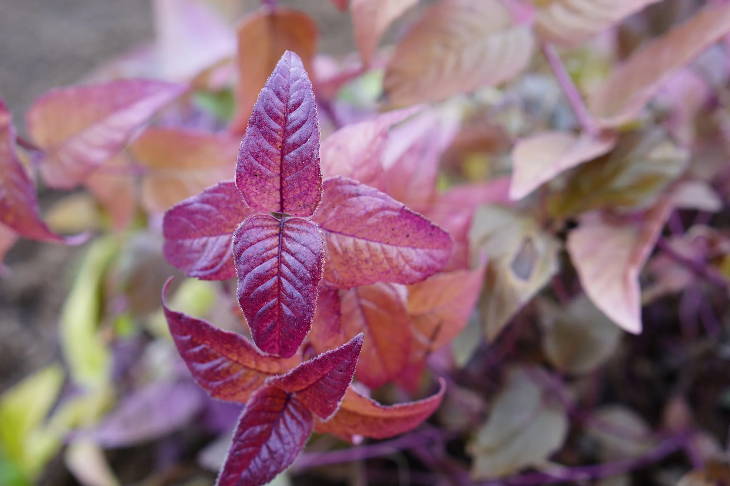 Monarda bradbuneana - bee balm
