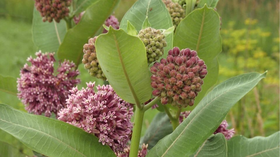 Asclepias syriaca, or common milkweed, pictured in a meadow with large mauve puff-like flowers and large green leaves.