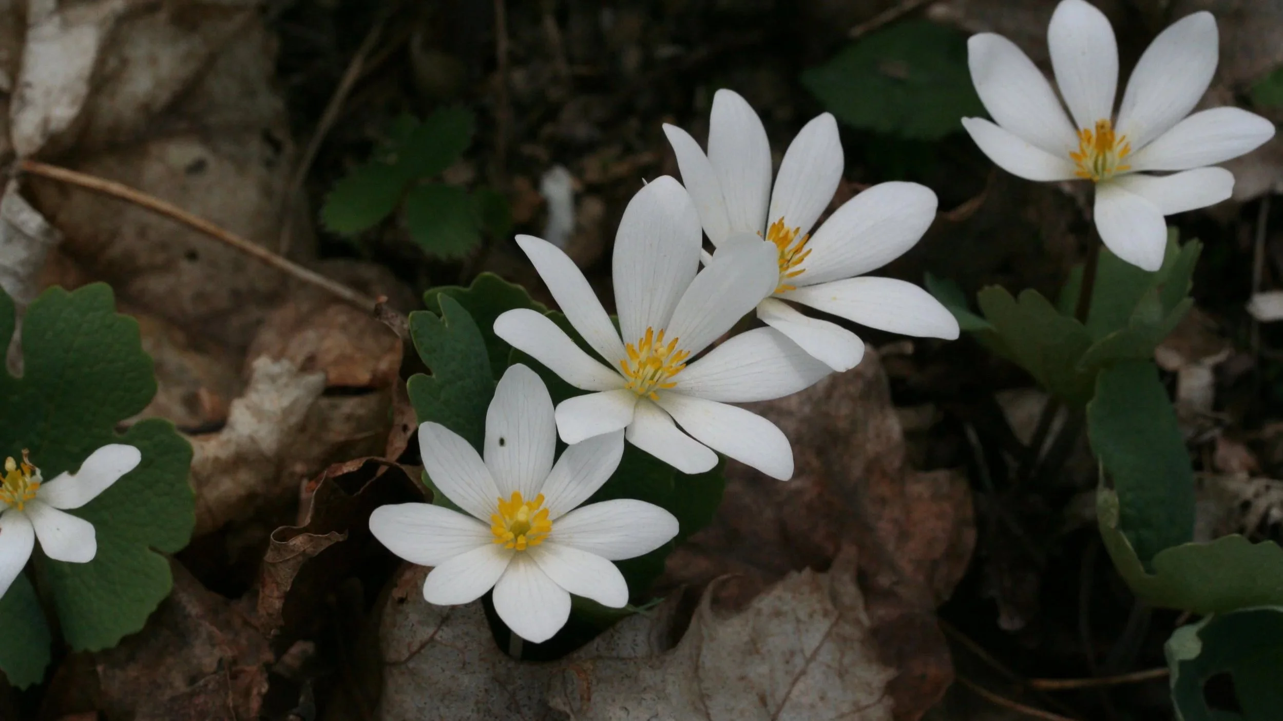 Sanguinaria canadensis, or Bloodroot. White petals with yellow stamen creep with green leaves over a gray forest floor