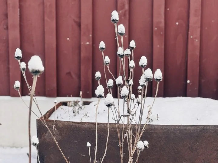 Winter Seed Heads.jpg