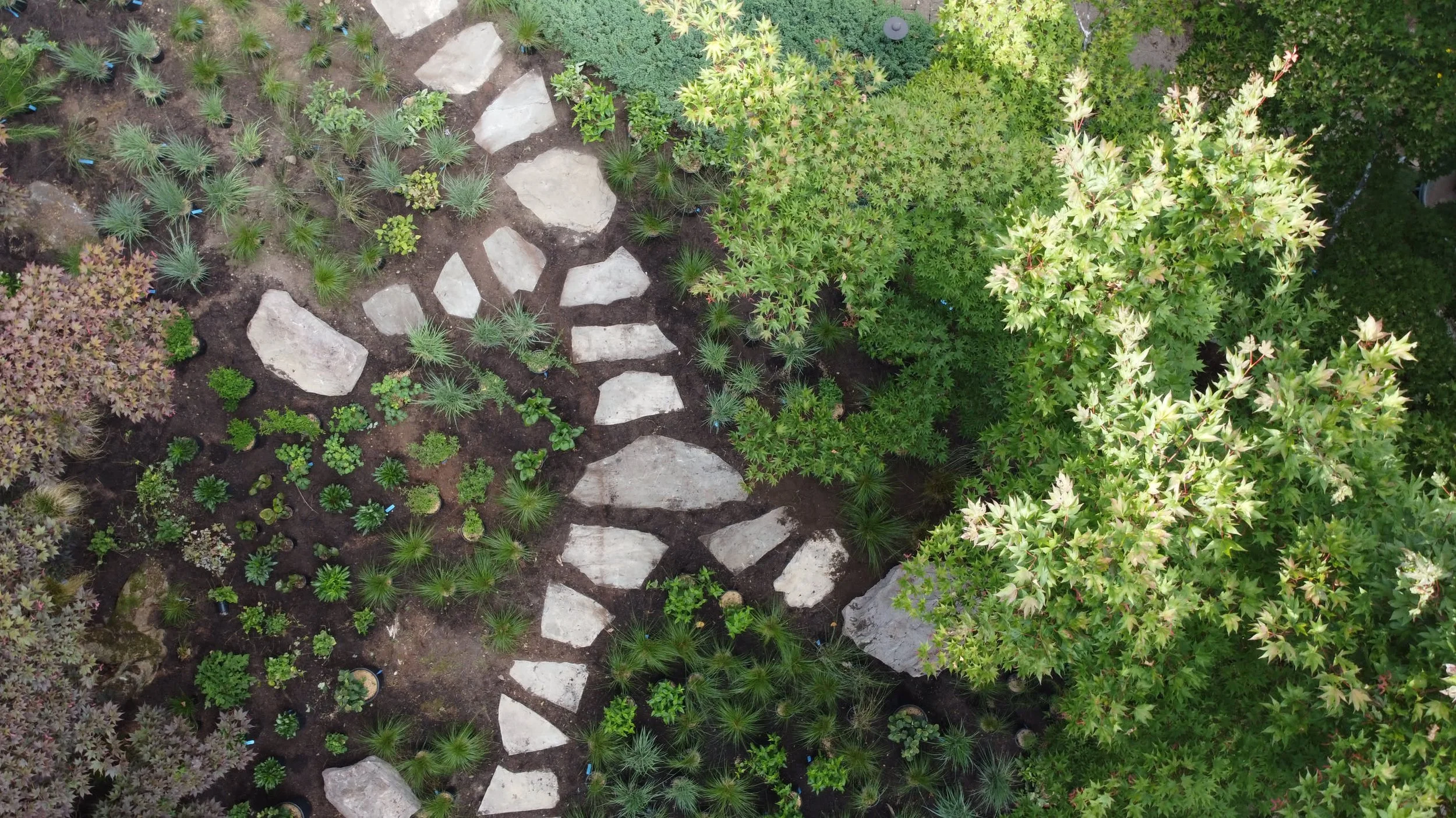 Big local bluestone garen steps through a bed of native perennials