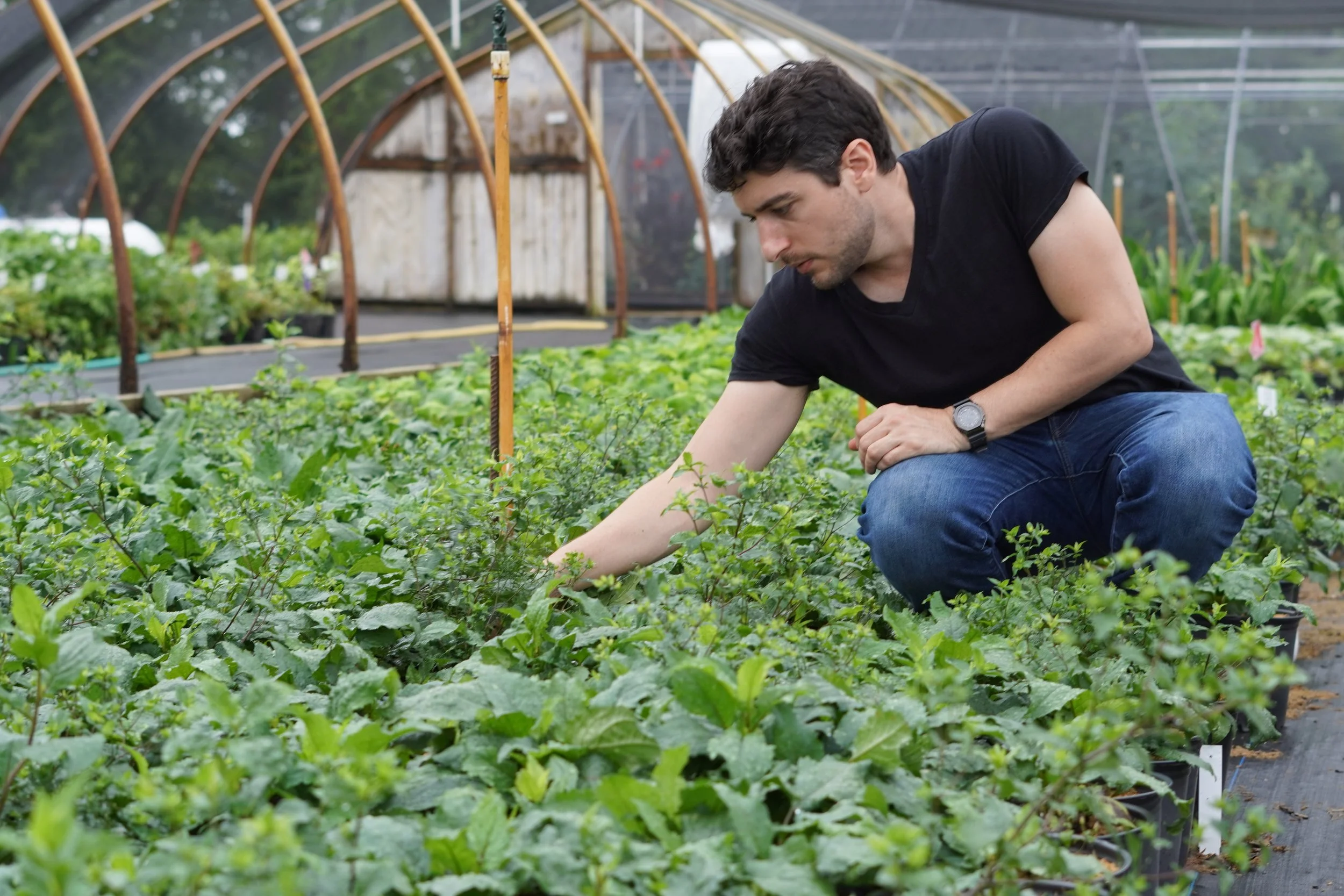 Dean, landscape architect, selecting asters from a large plant nursury, Pleasant Run