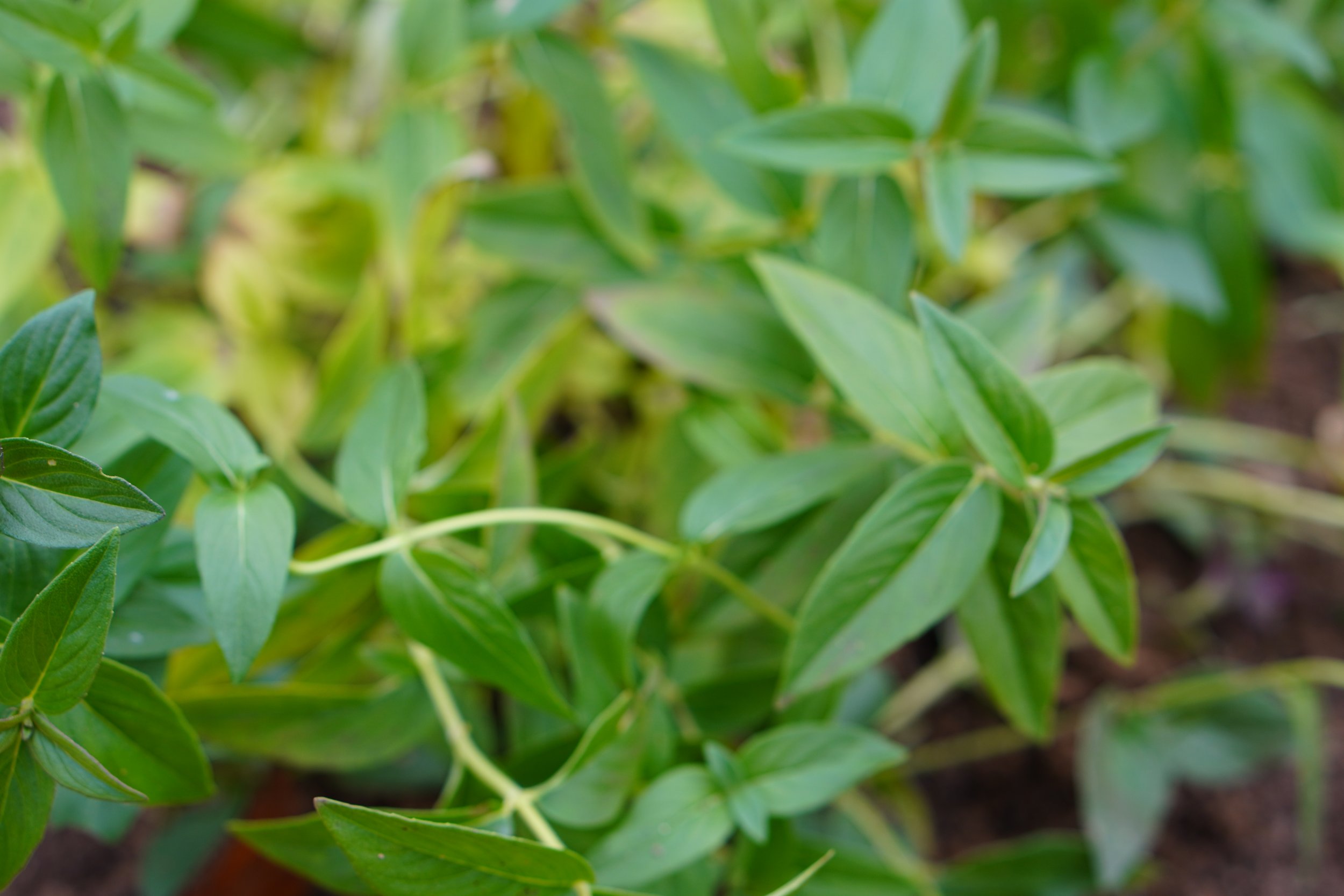 Native Mountain Mint