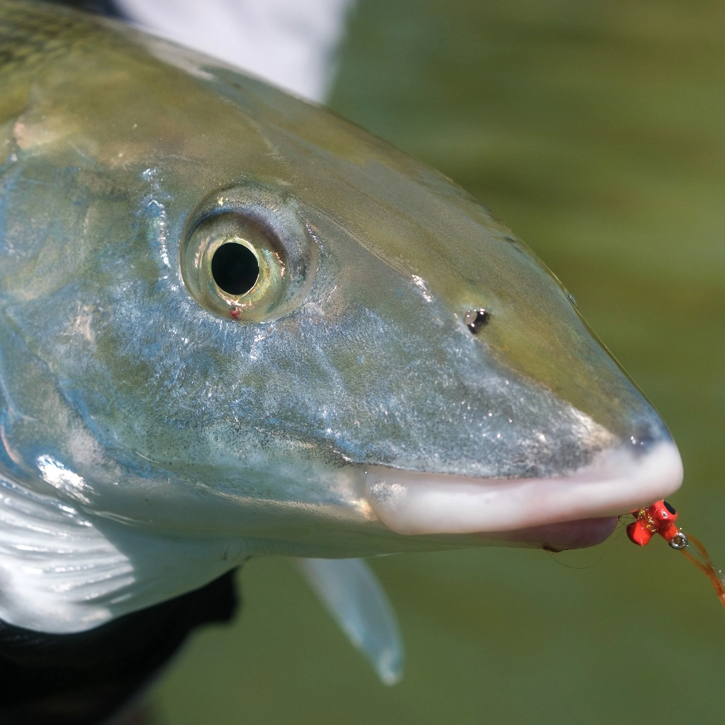 Carousel-Bonefish-Close-up.jpg