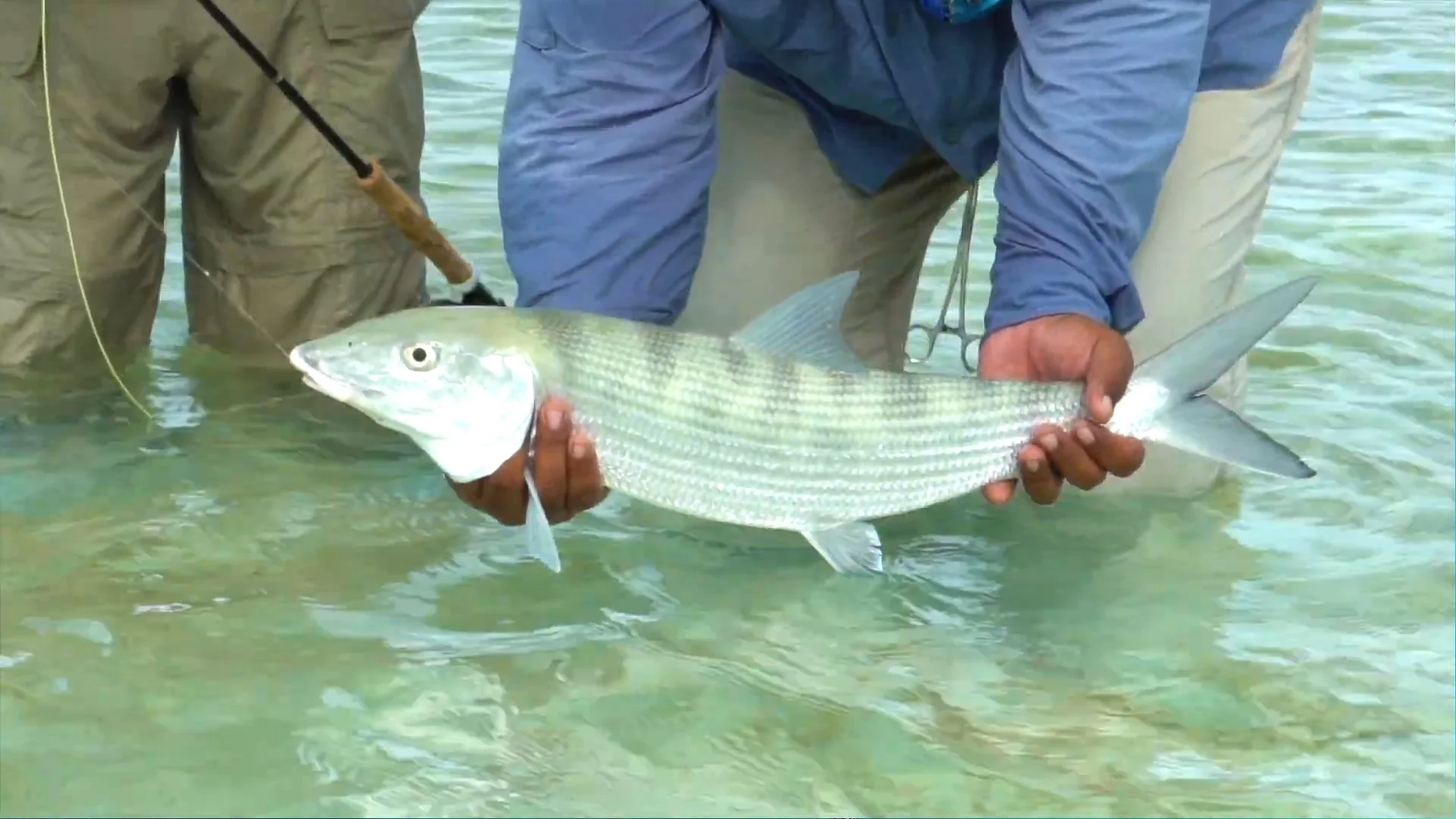Bonefish on Fanning.jpg