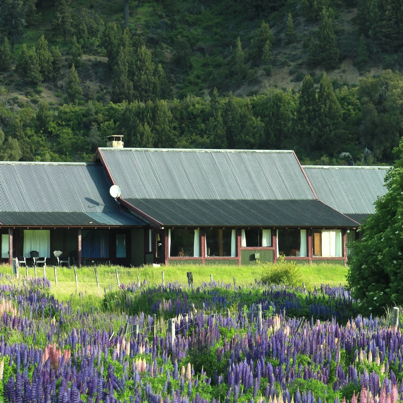 Spring Growth at the Lodge.JPG