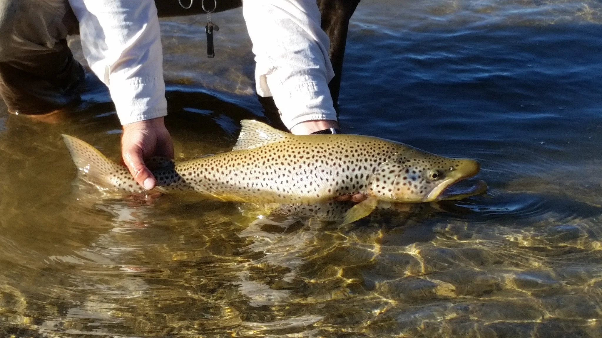 Quality fish gets released.jpg